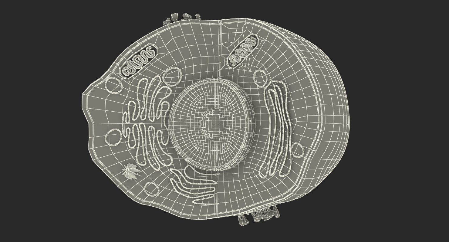 Typical Animal Cell 3D model