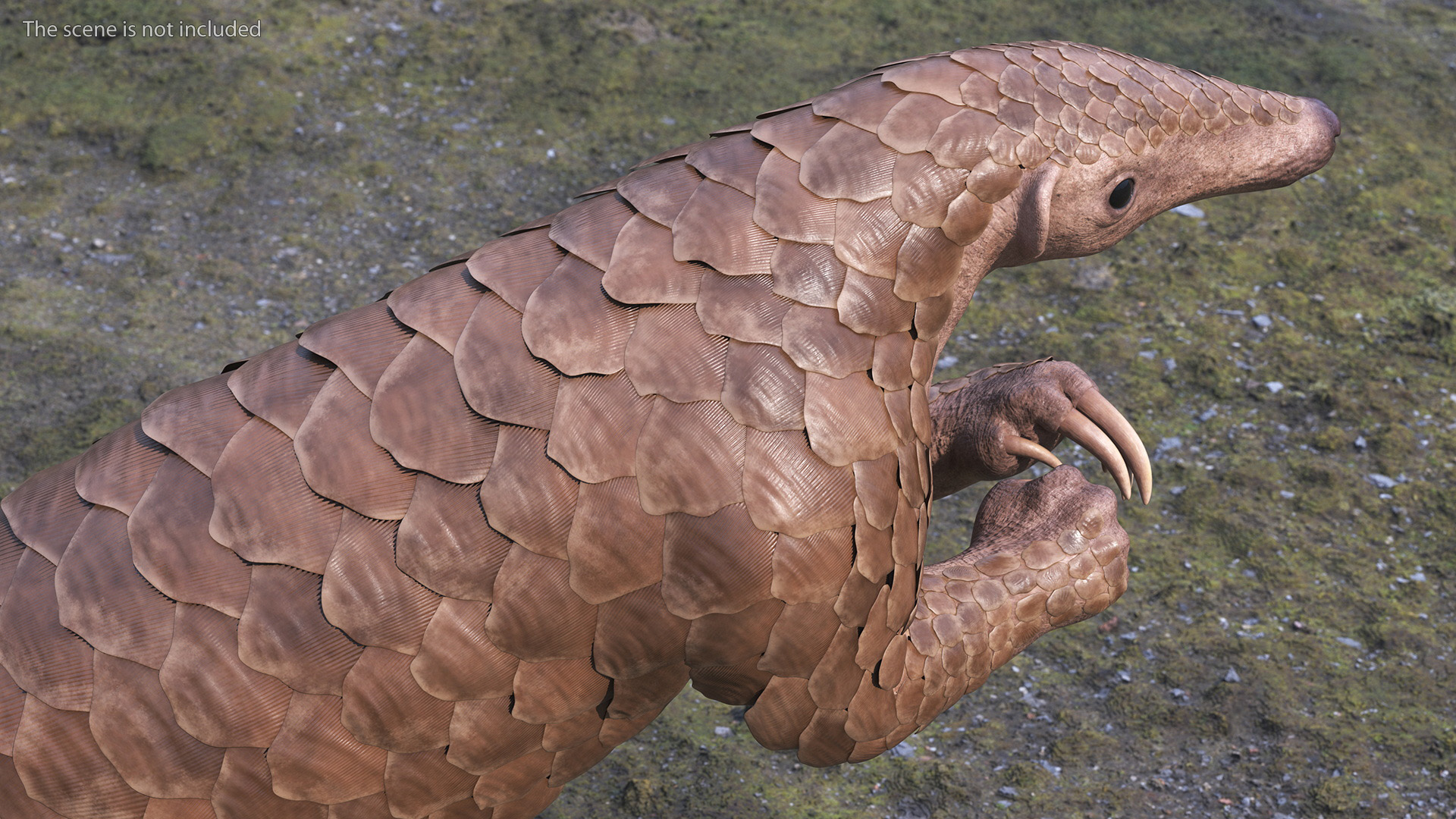 3D model Realistic Pangolin in Standing Pose