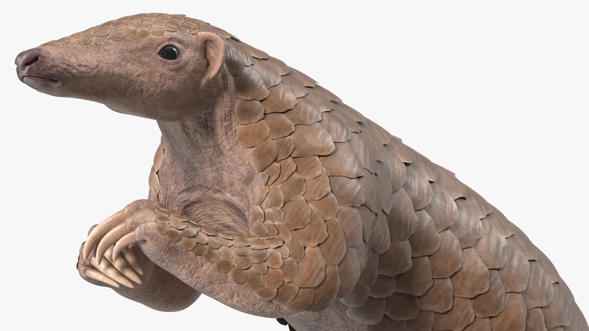 3D model Realistic Pangolin in Standing Pose