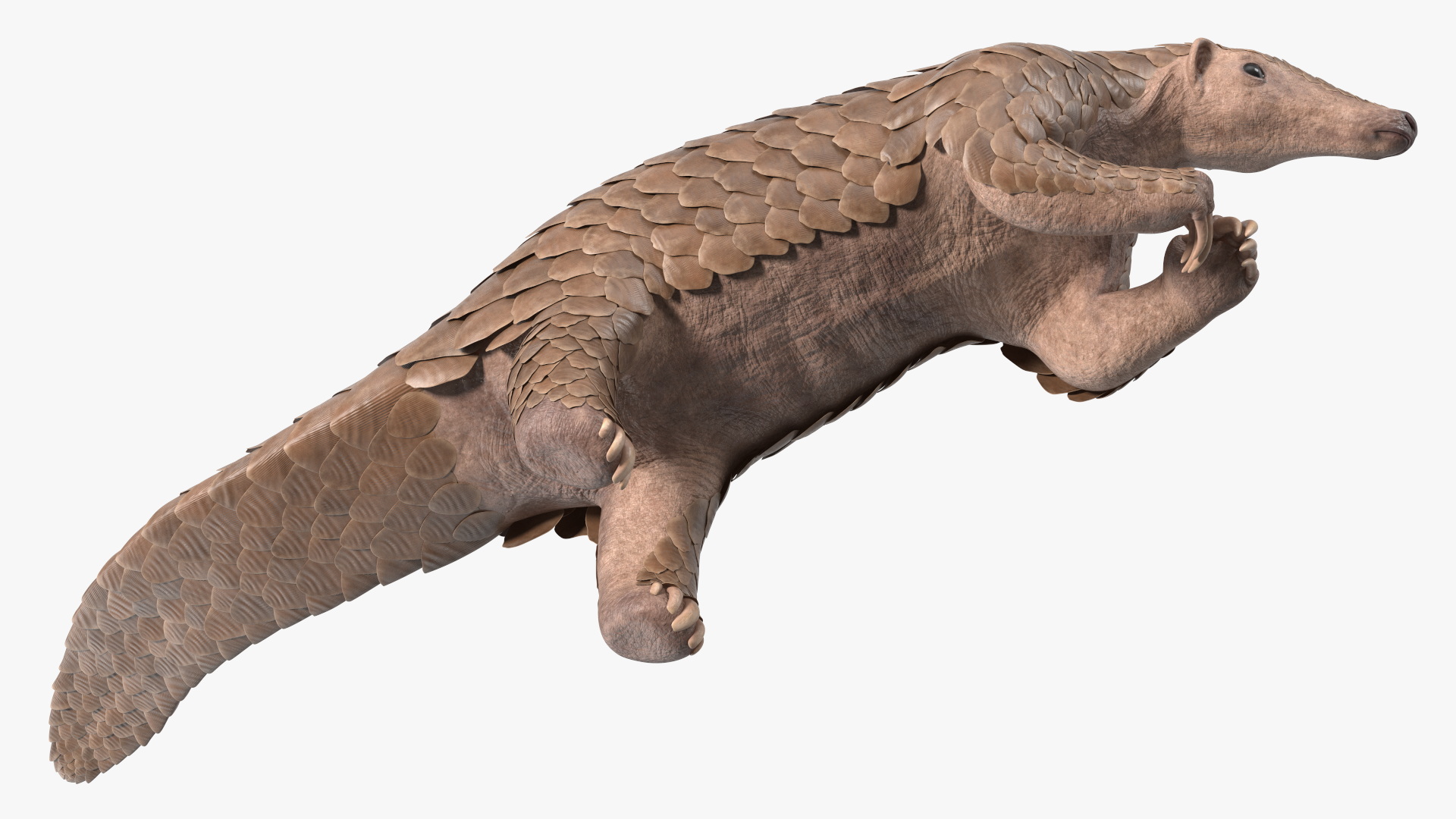 3D model Realistic Pangolin in Standing Pose