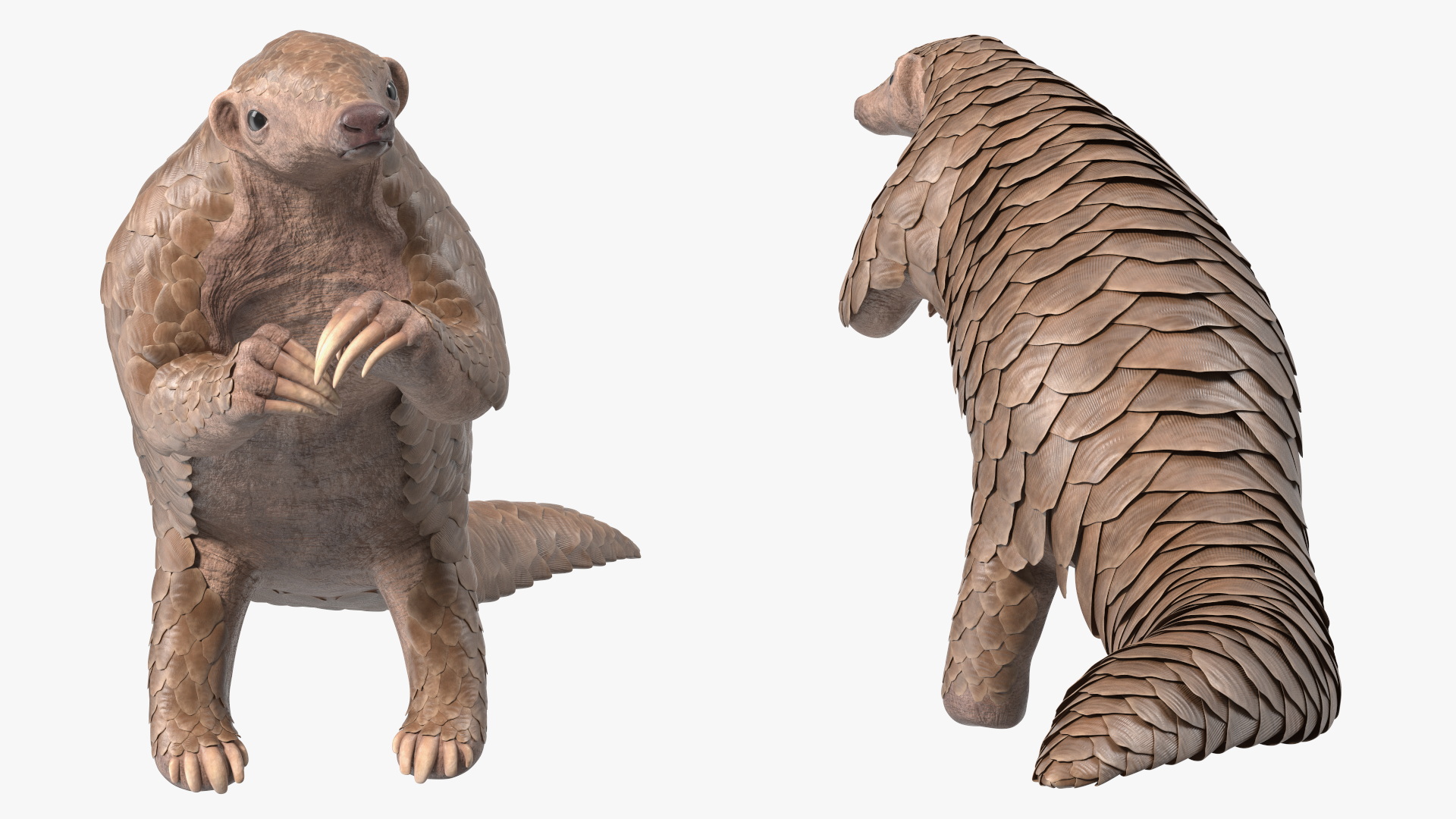 3D model Realistic Pangolin in Standing Pose