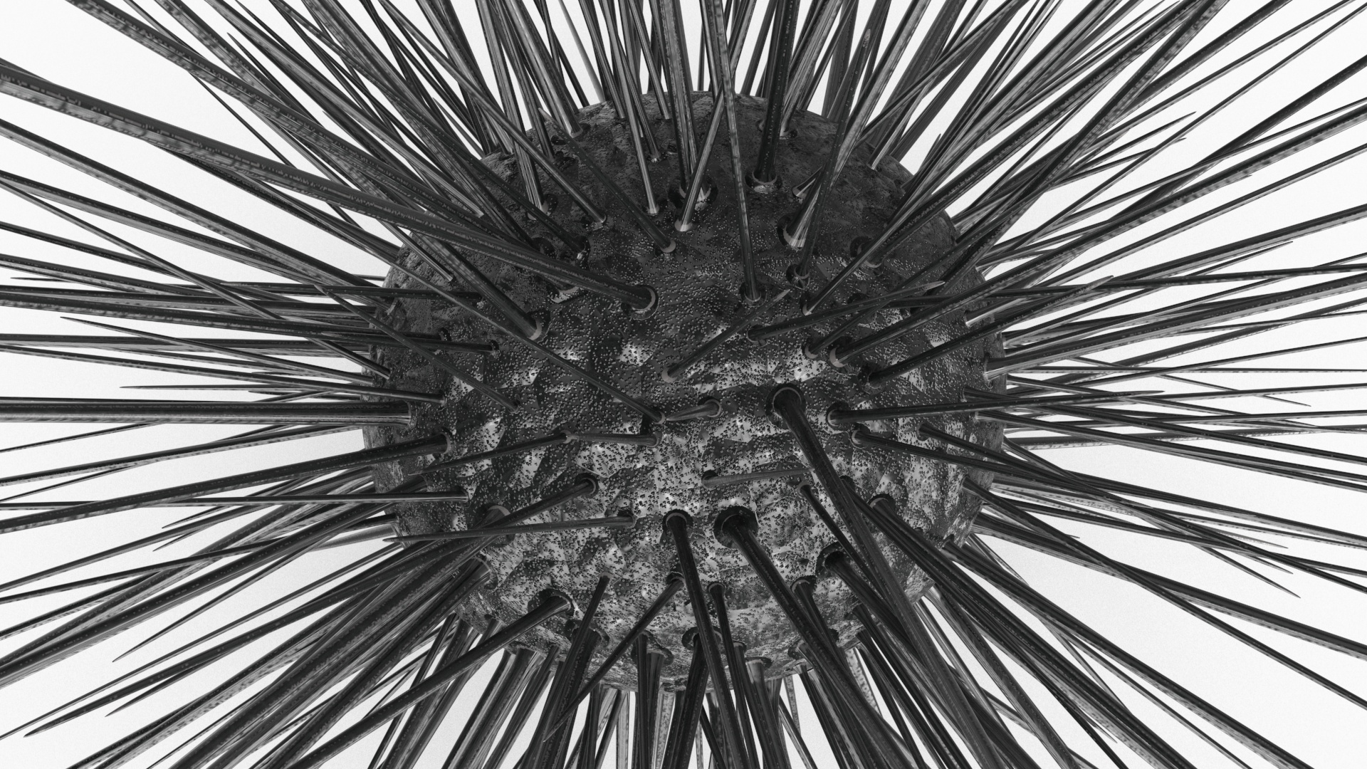 3D model Sea Urchin