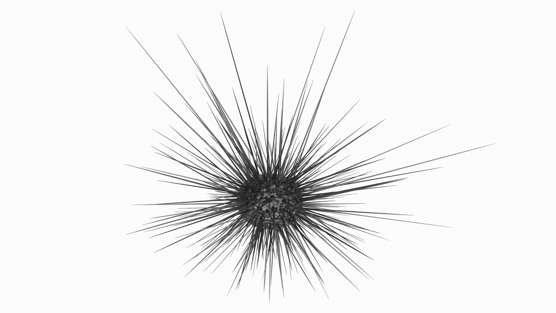 3D model Sea Urchin