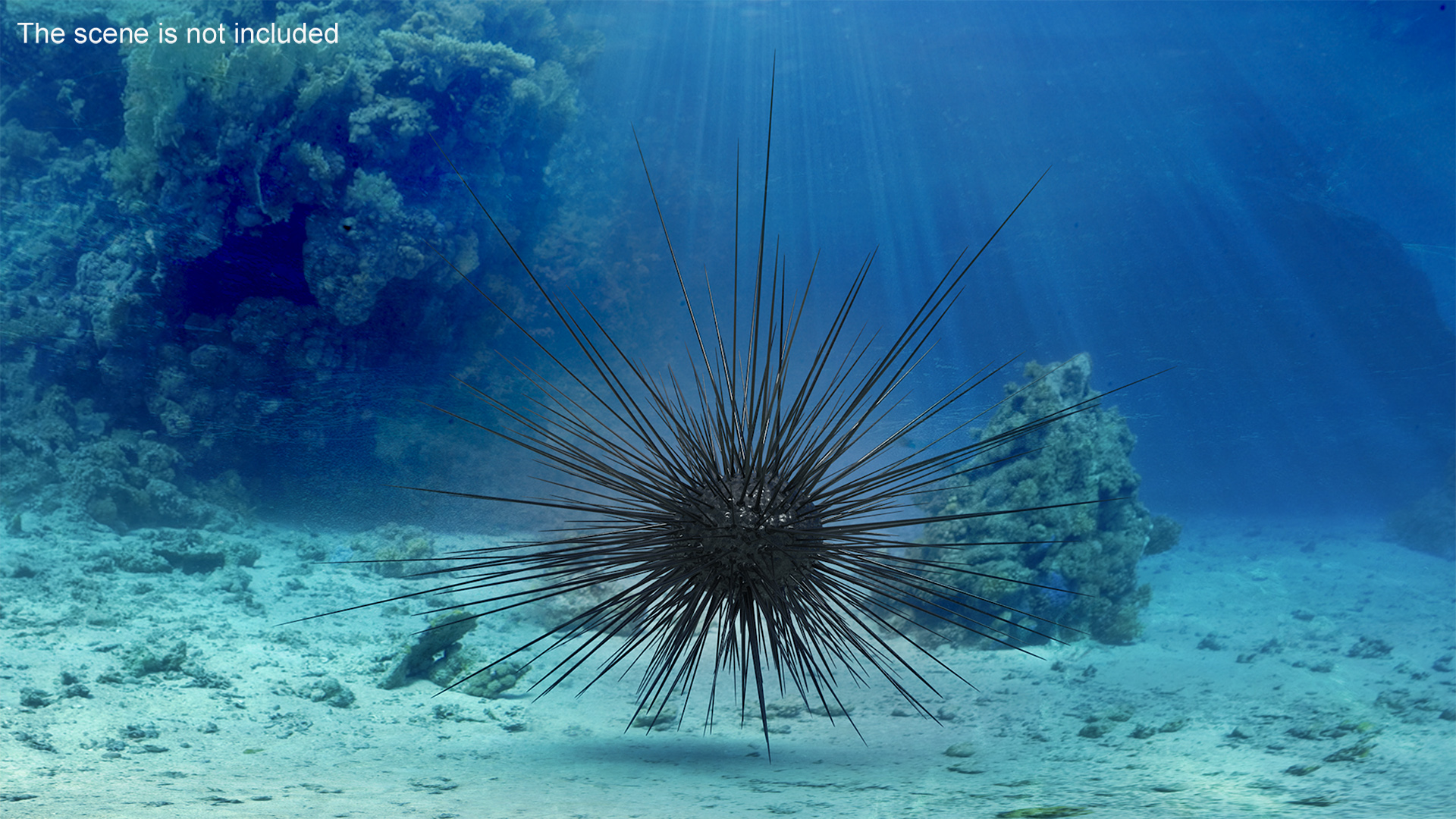 3D model Sea Urchin