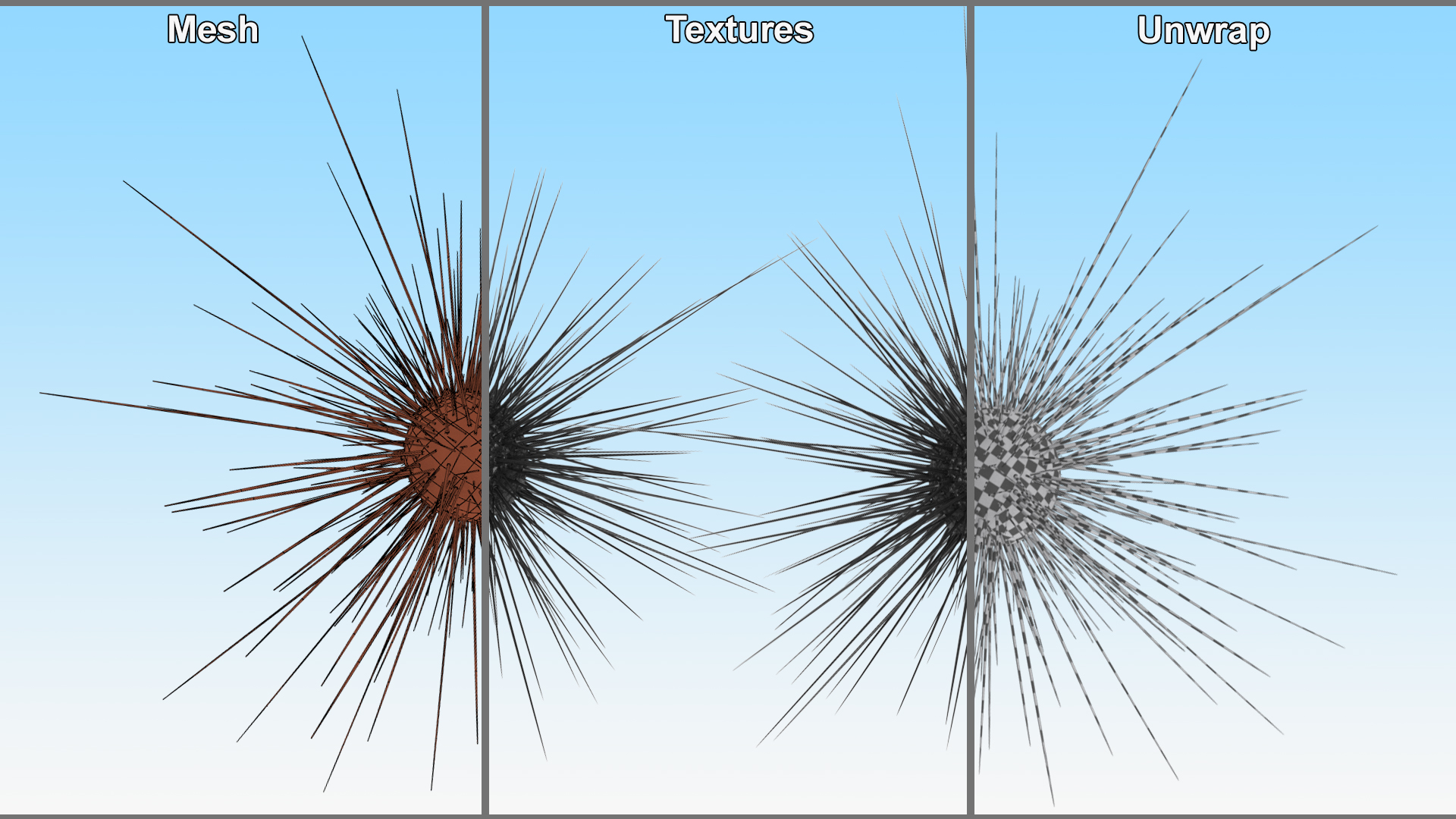 3D model Sea Urchin