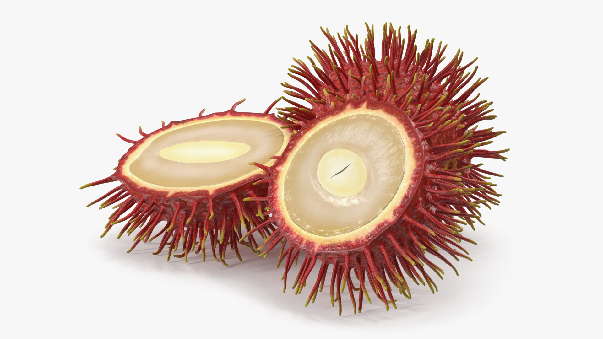 3D Tropical Fruit Rambutan model