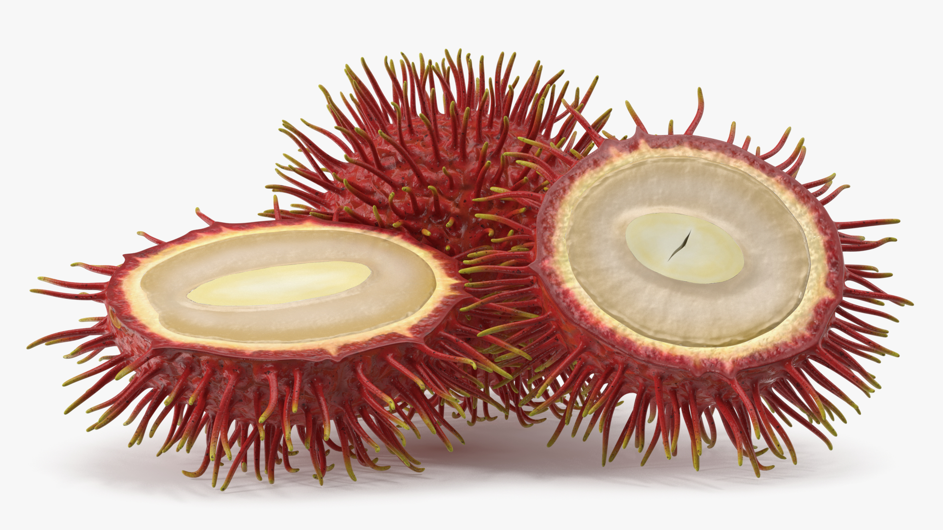 3D Tropical Fruit Rambutan model