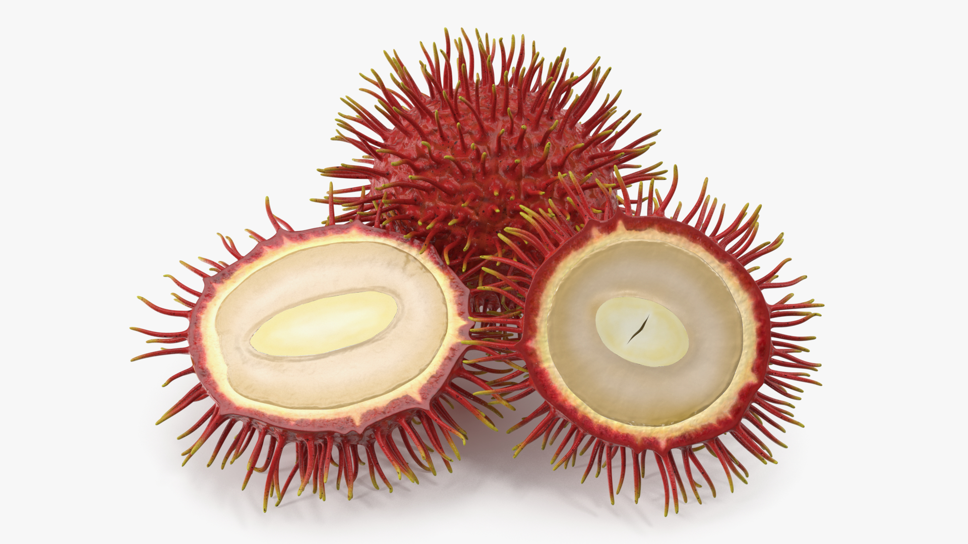 3D Tropical Fruit Rambutan model