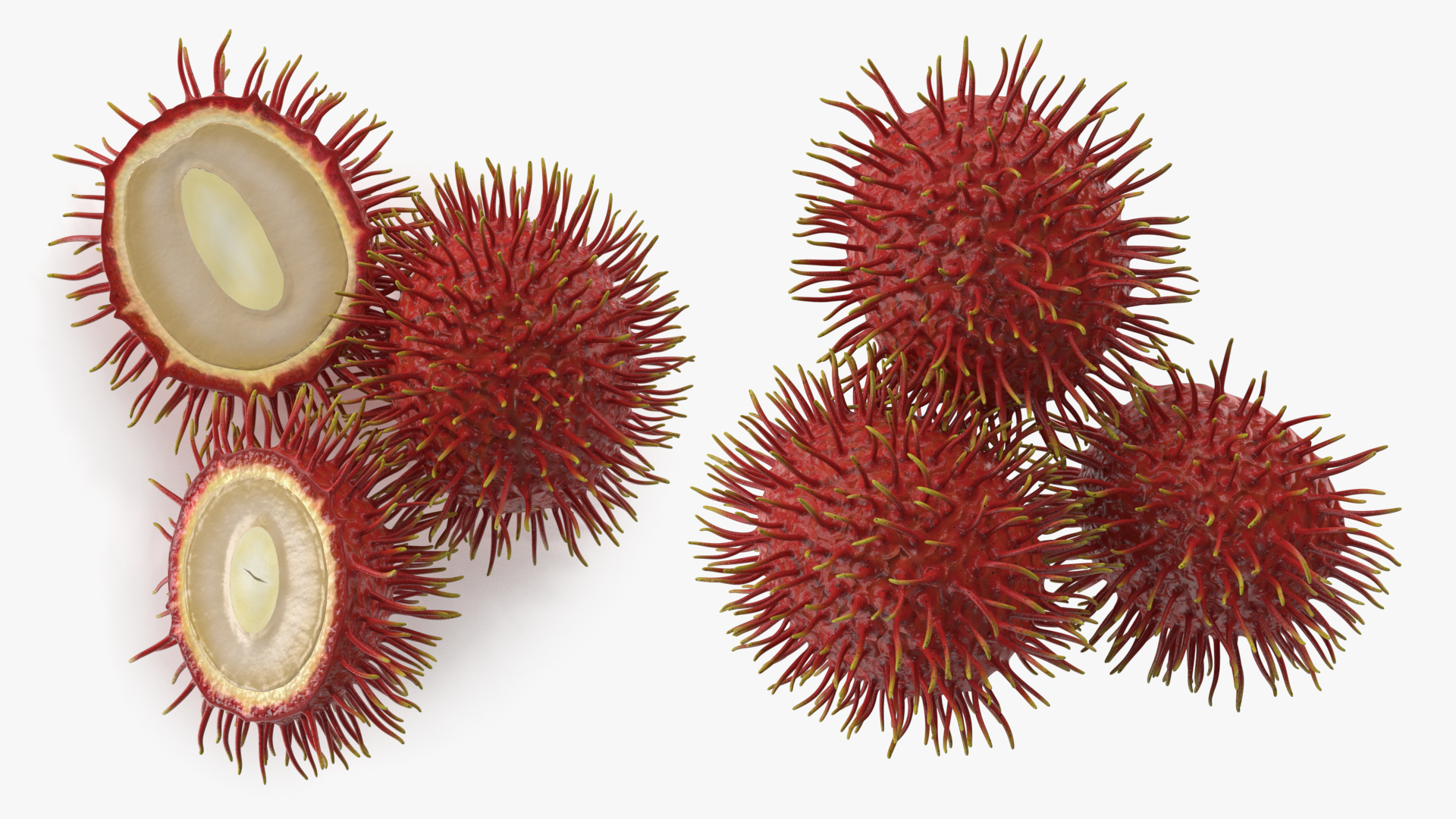 3D Tropical Fruit Rambutan model