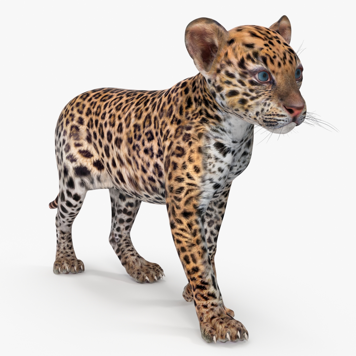 3D Leopard Cub Rigged model