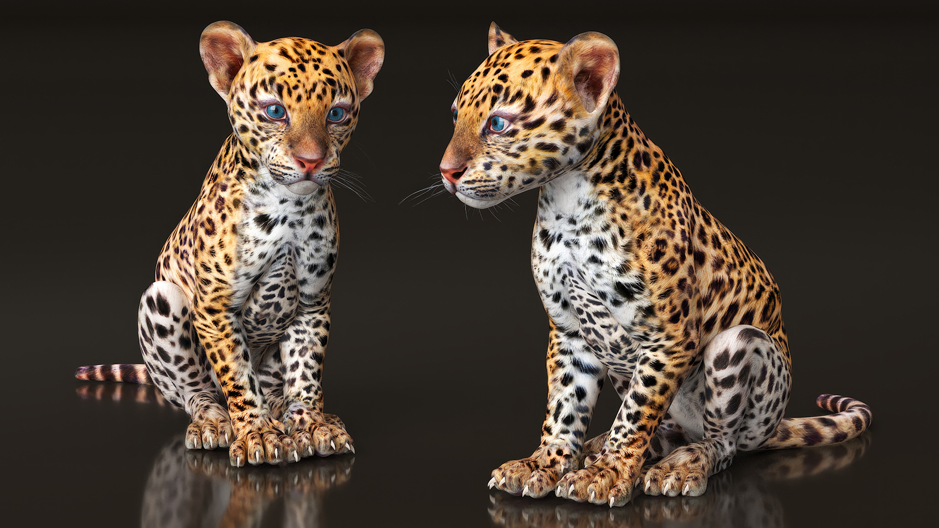 3D Leopard Cub Rigged model