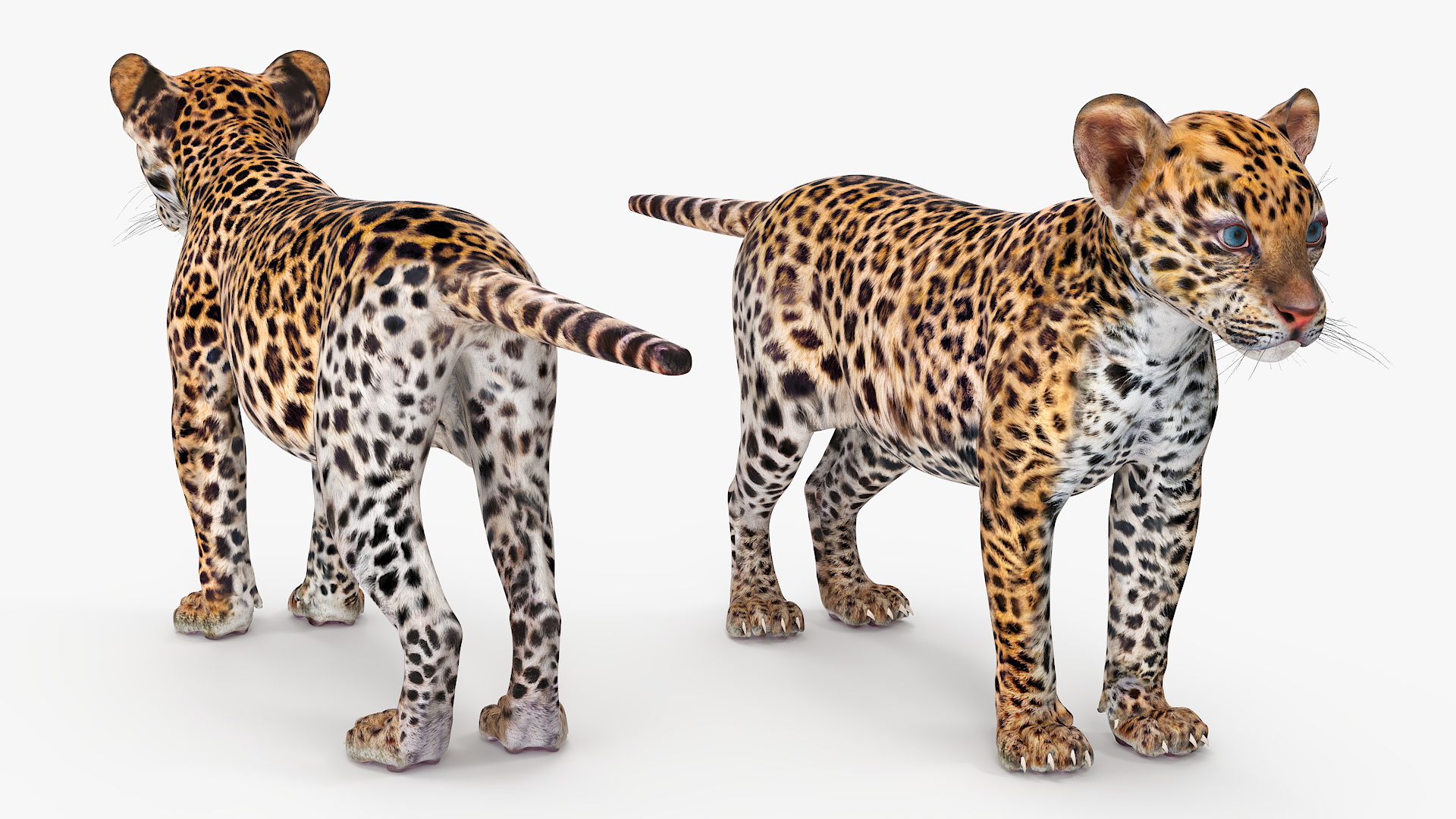 3D Leopard Cub Rigged model