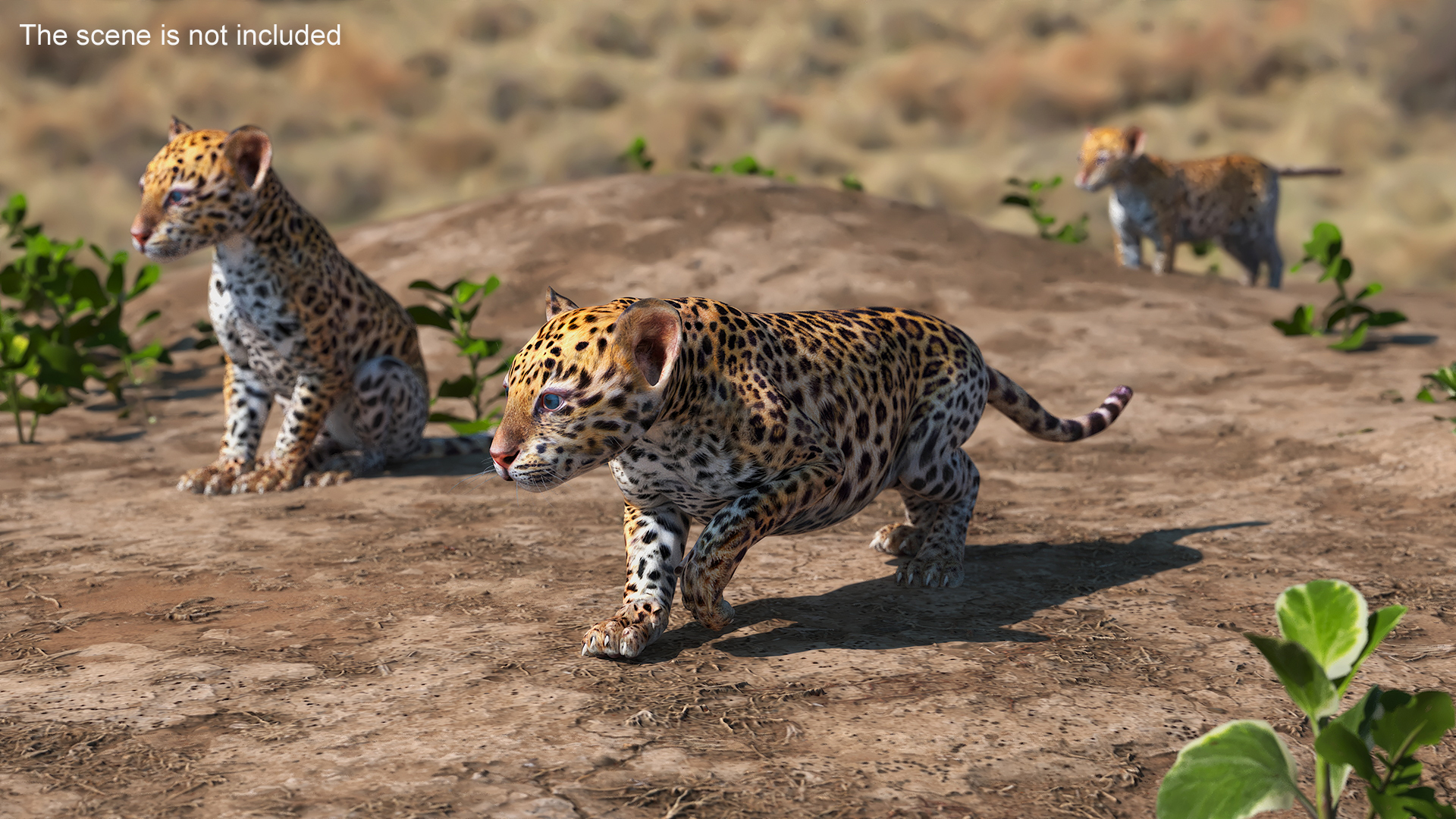 3D Leopard Cub Rigged model