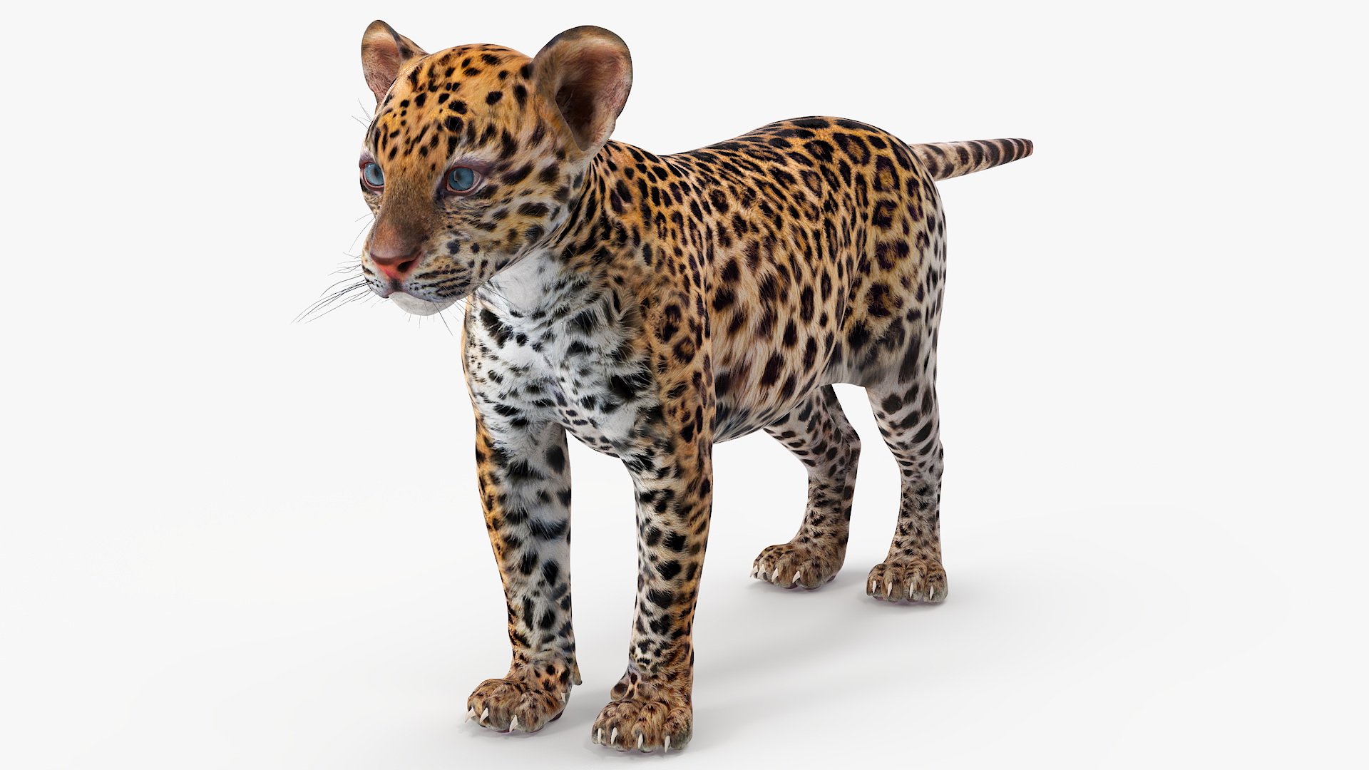 3D Leopard Cub Rigged model