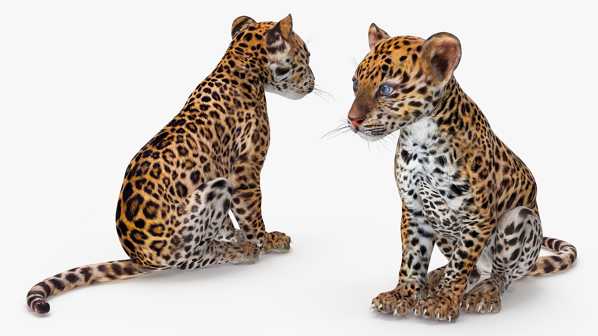 3D Leopard Cub Rigged model