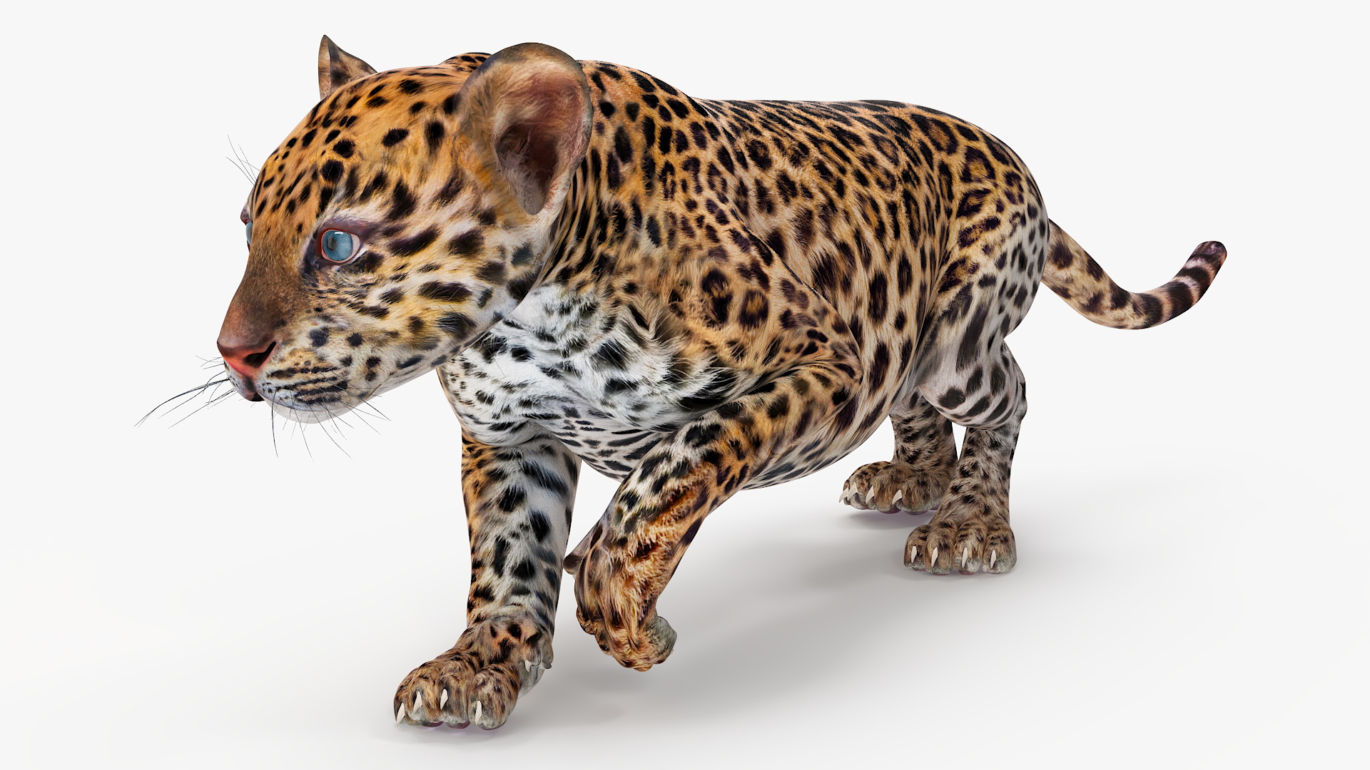 3D Leopard Cub Rigged model