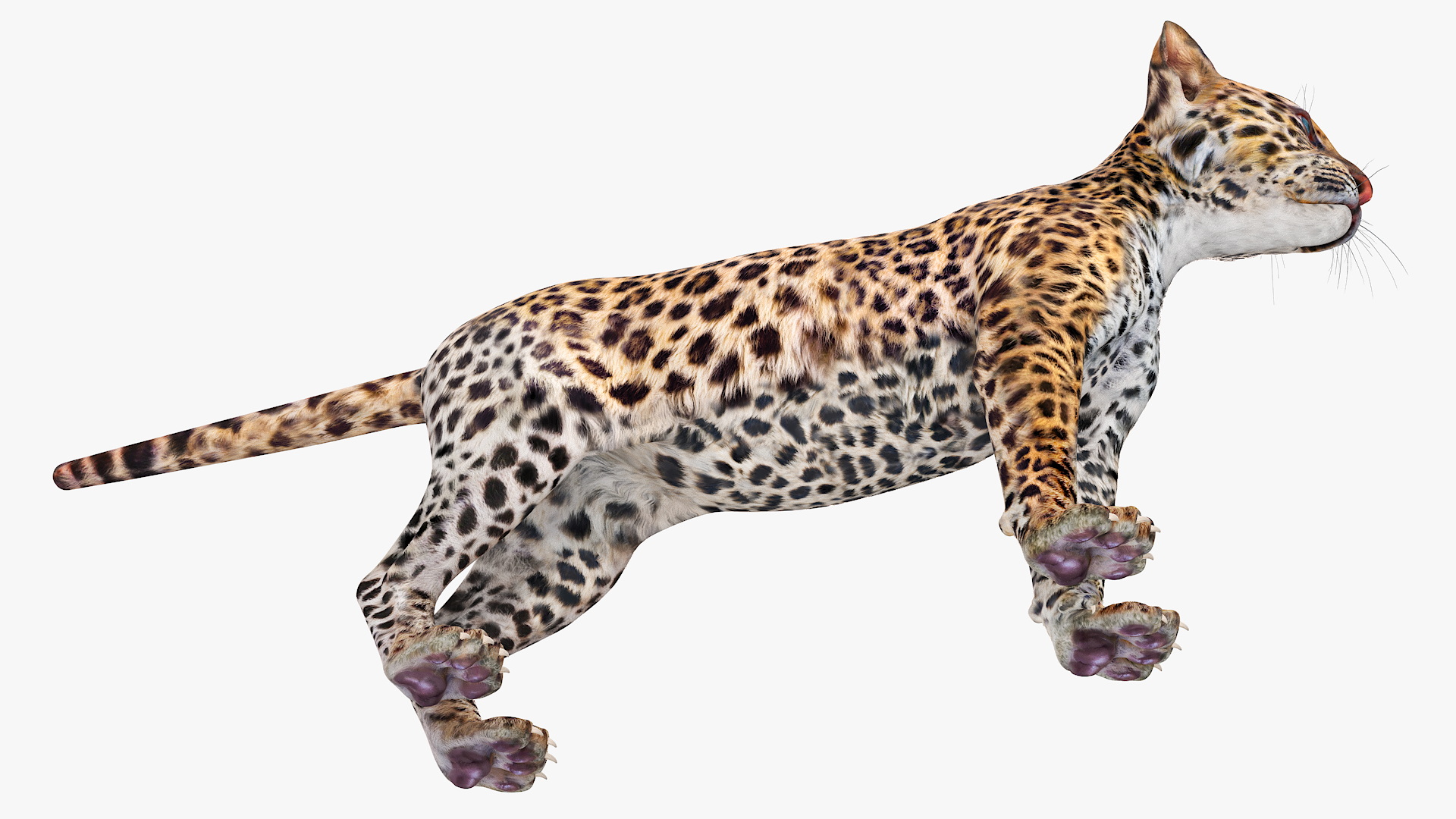 3D Leopard Cub Rigged model