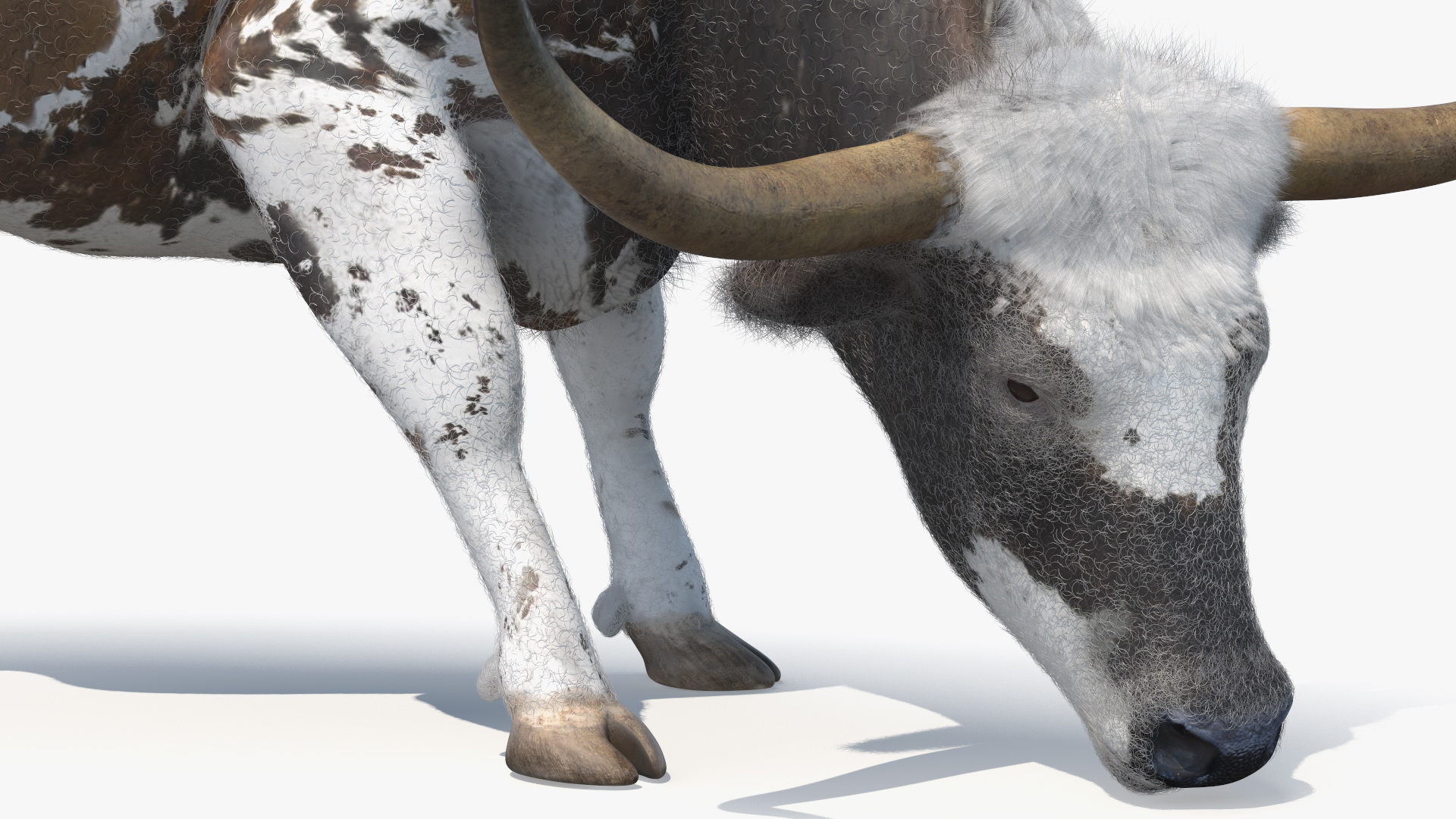 Texas Longhorn Cattle Mottled Brown Fur 3D model