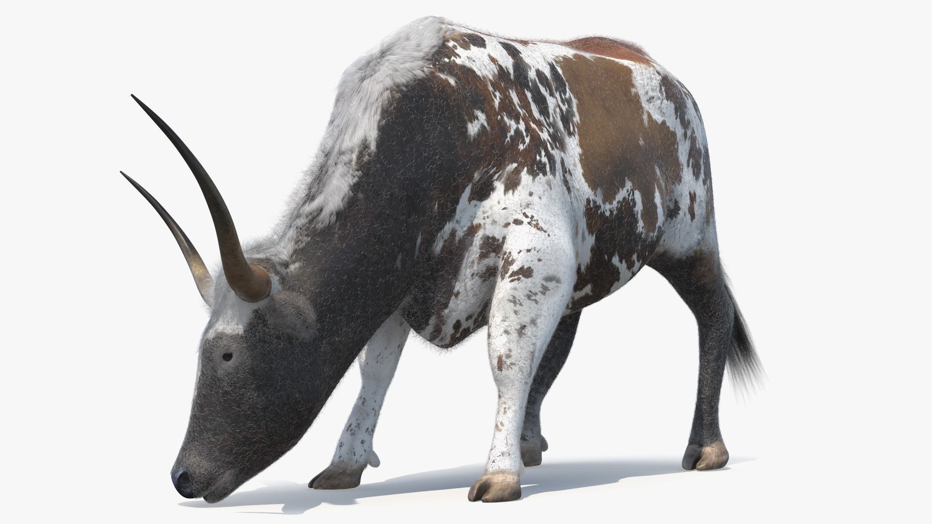 Texas Longhorn Cattle Mottled Brown Fur 3D model