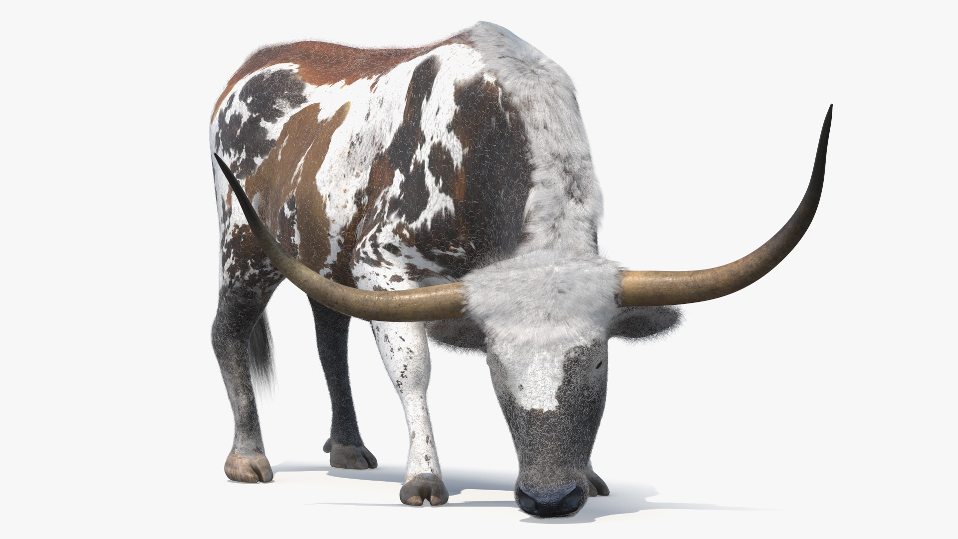 Texas Longhorn Cattle Mottled Brown Fur 3D model