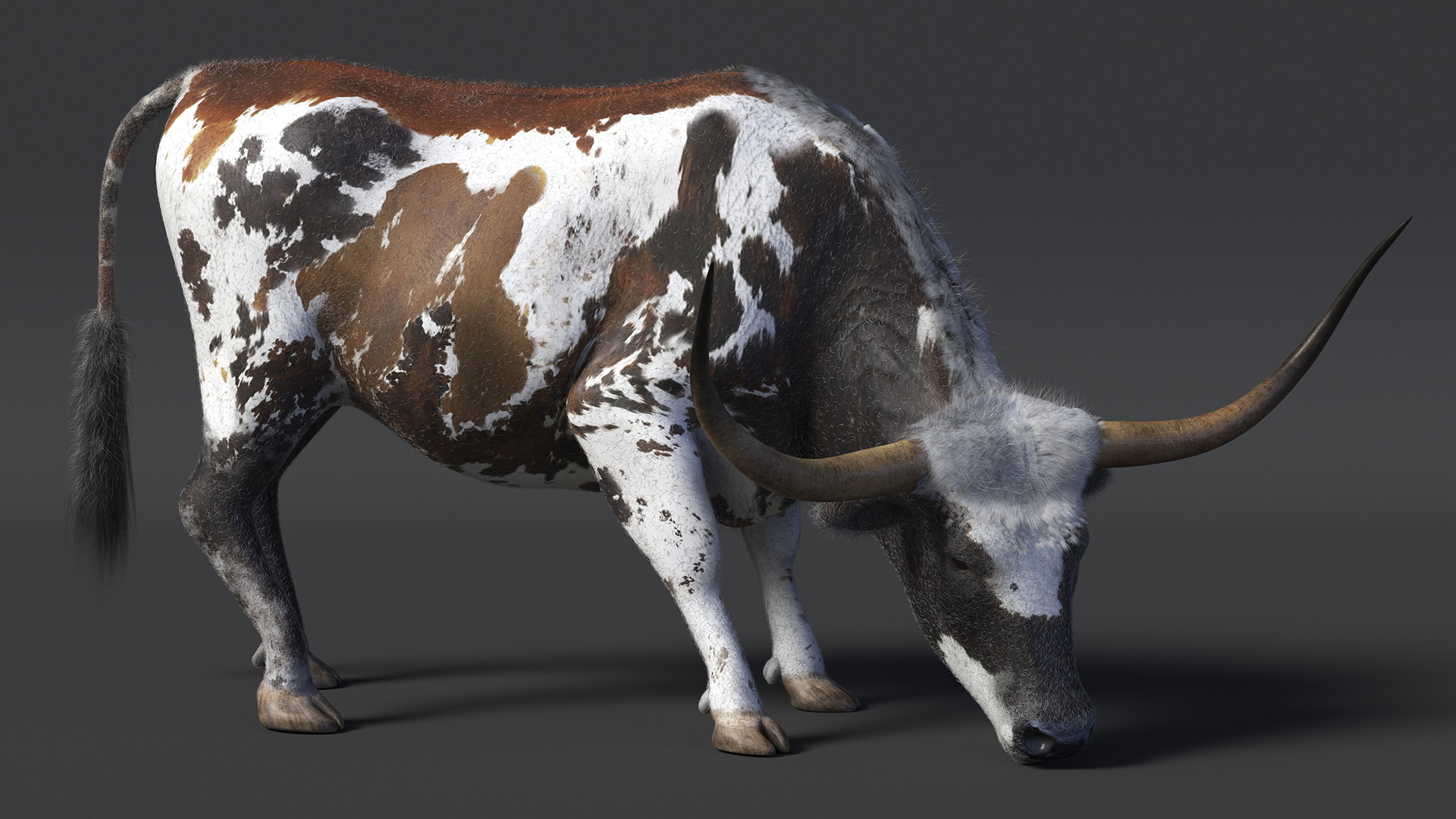 Texas Longhorn Cattle Mottled Brown Fur 3D model