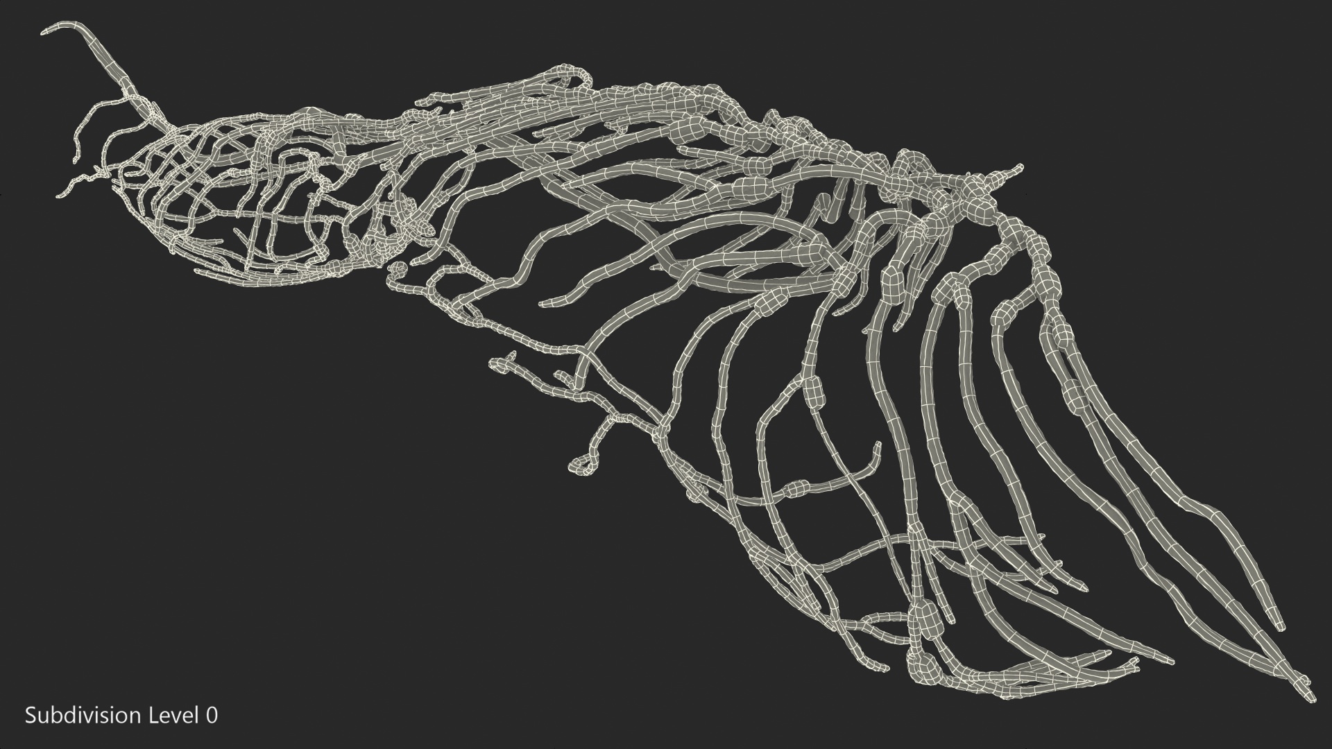 3D Human Leg Lymphatic System