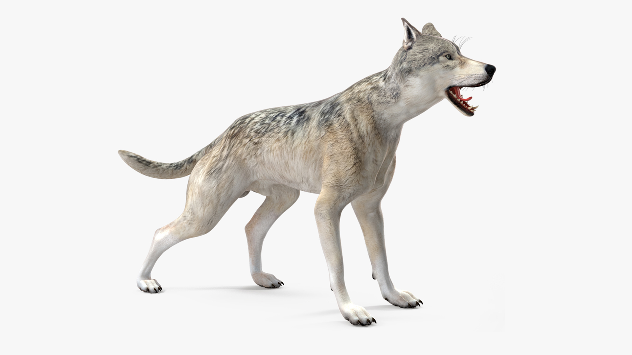 3D model Wolf Rigged for Maya