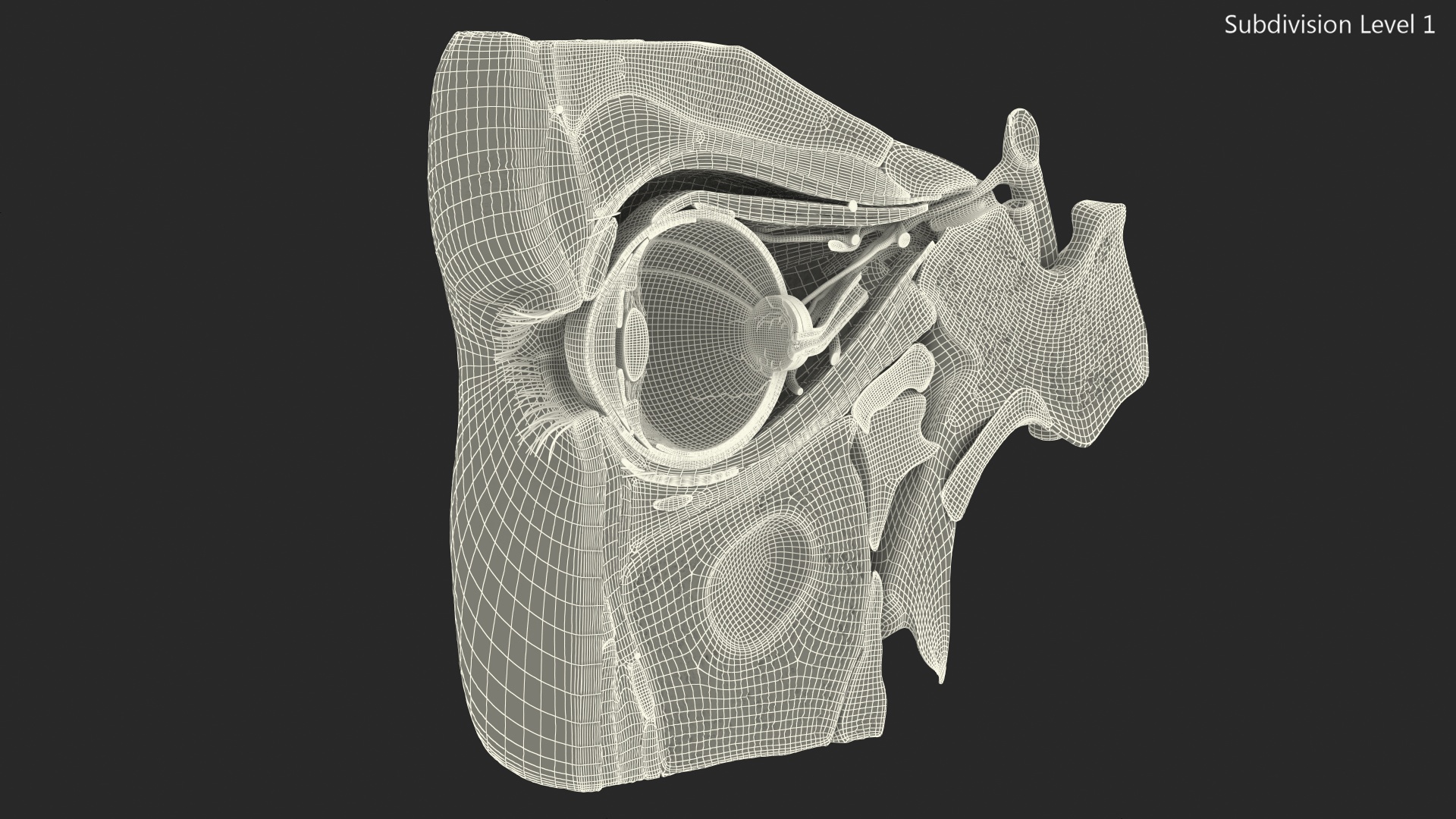 3D Eye Anatomy Cross-Section Right