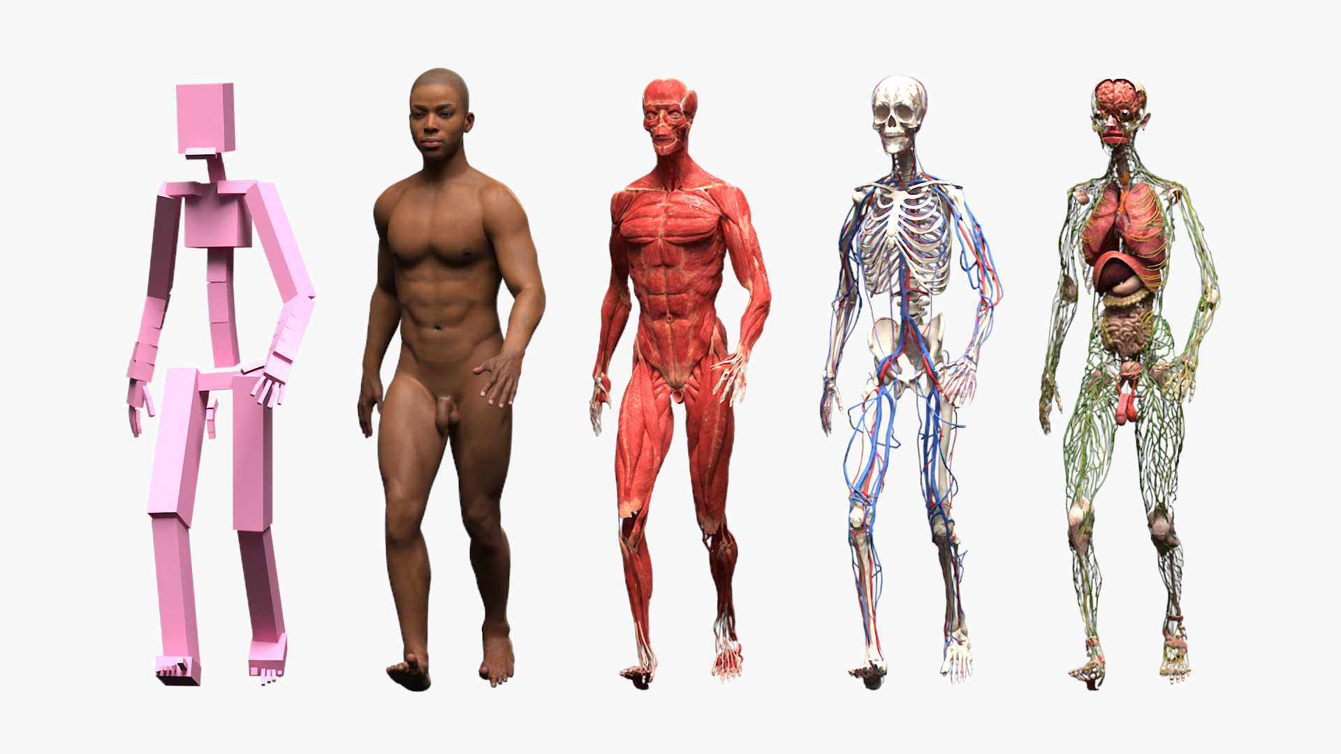 Male Full Body Anatomy Negroid Rigged 3D