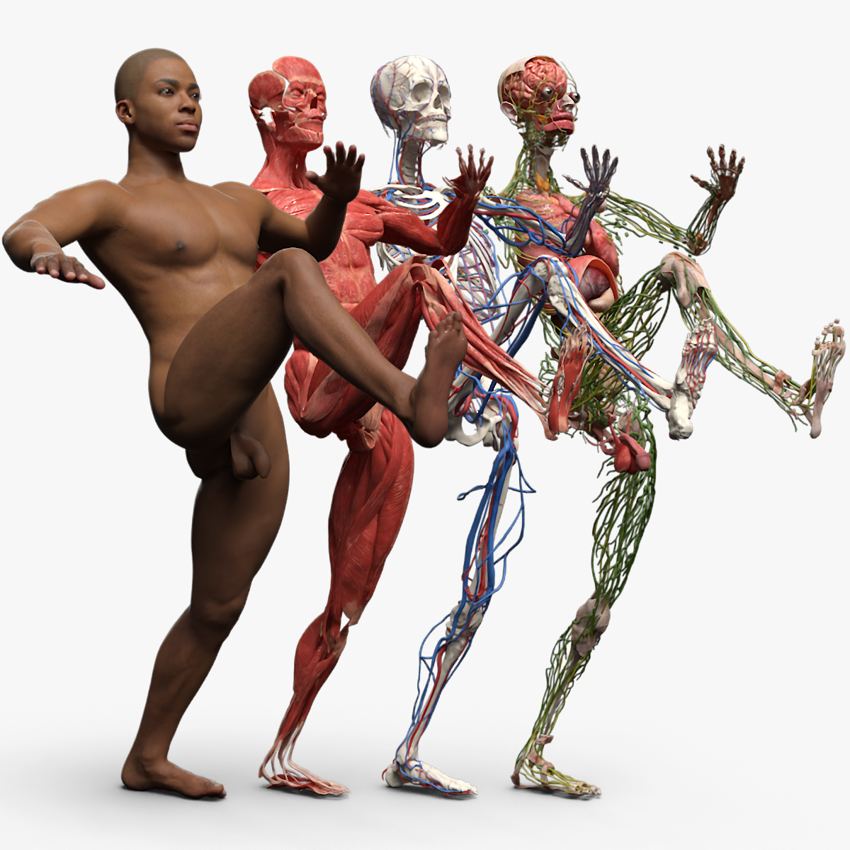 3D Male Full Body Anatomy Negroid Rigged for Maya