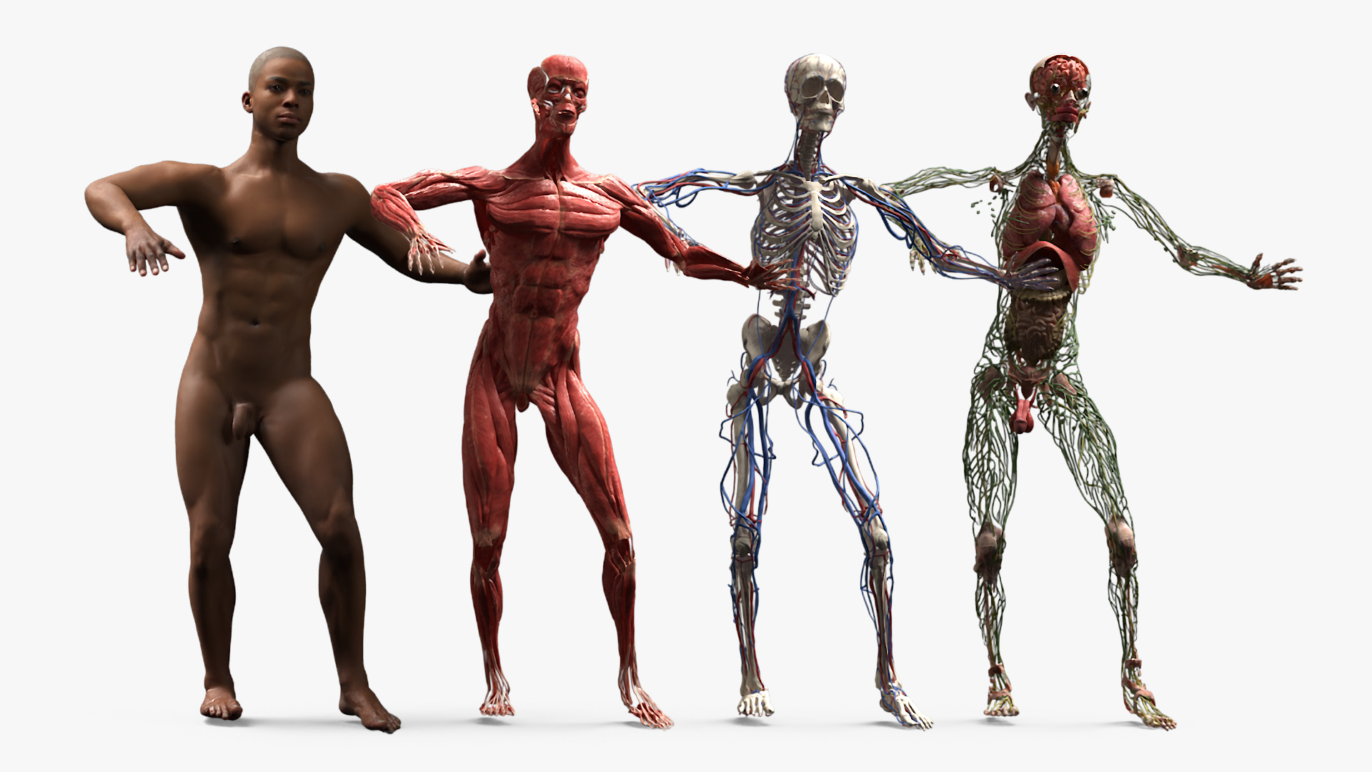 3D Male Full Body Anatomy Negroid Rigged for Maya