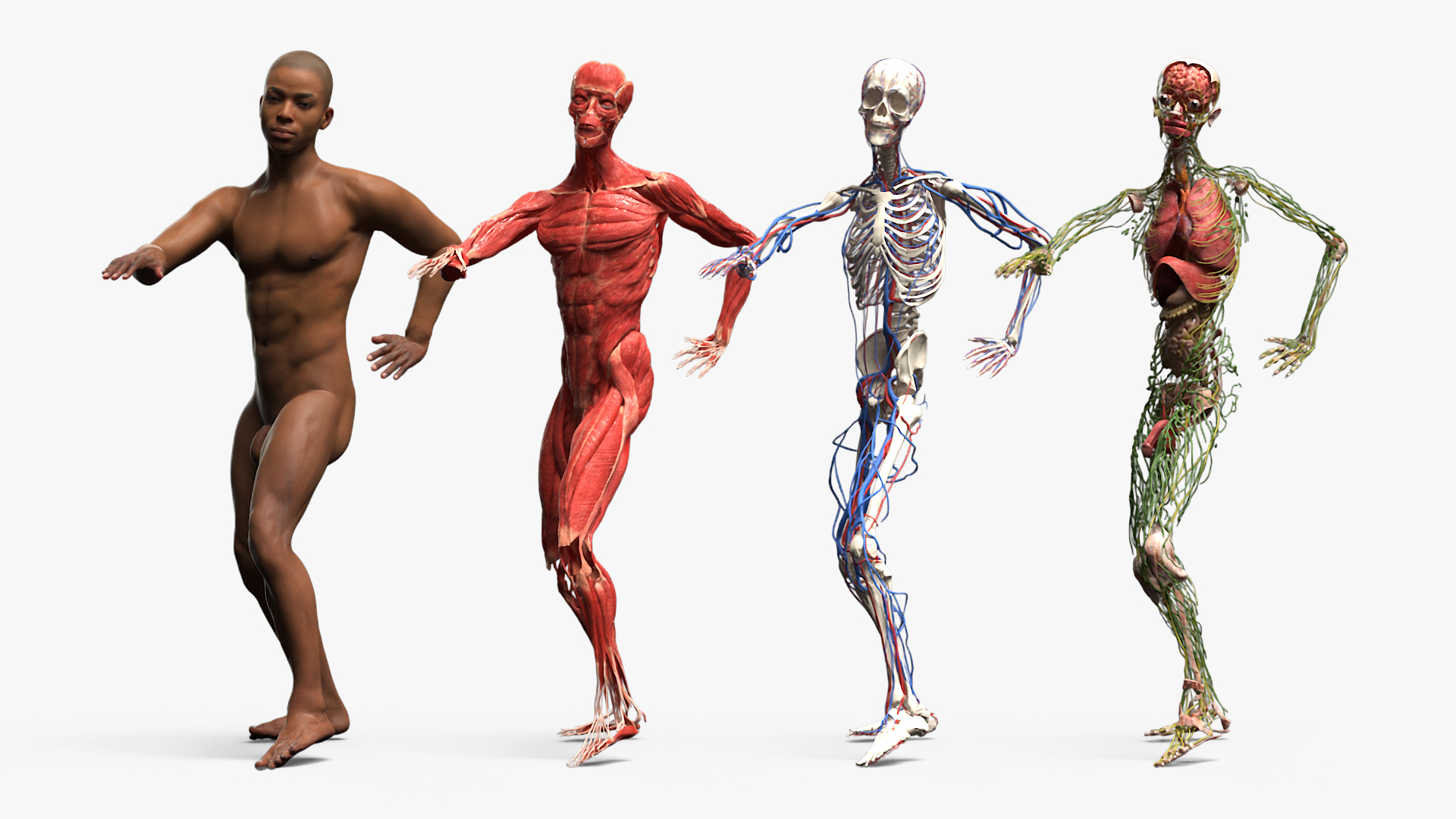 3D Male Full Body Anatomy Negroid Rigged for Cinema 4D