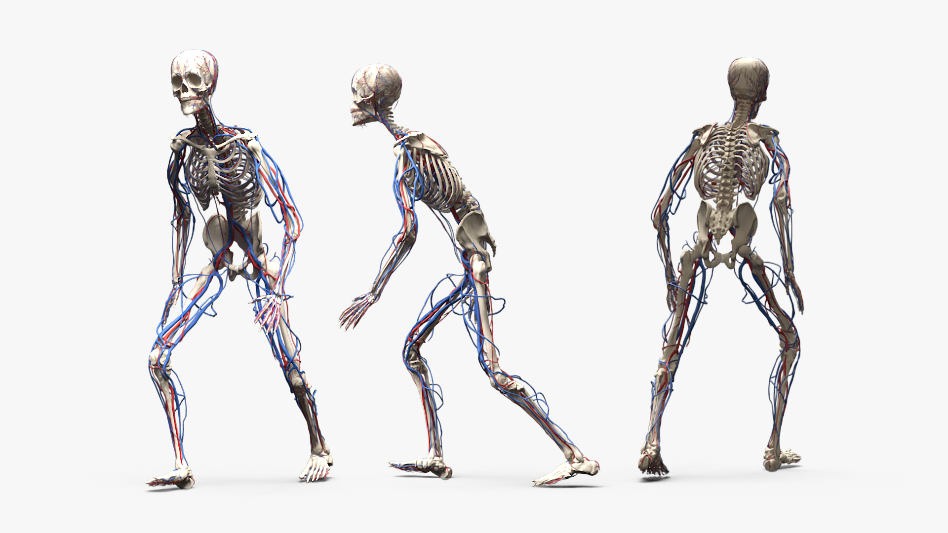 Male Full Body Anatomy Negroid Rigged 3D