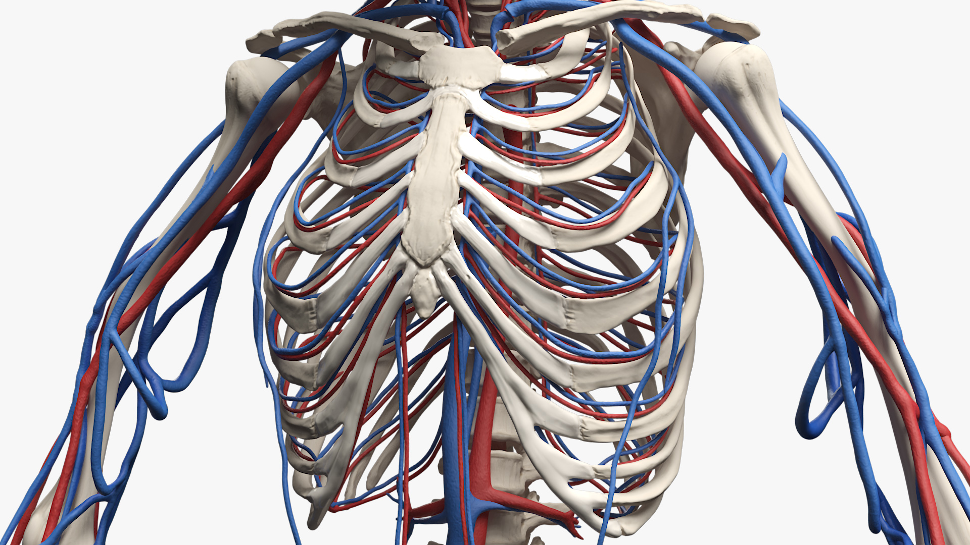 Male Full Body Anatomy Negroid Rigged 3D