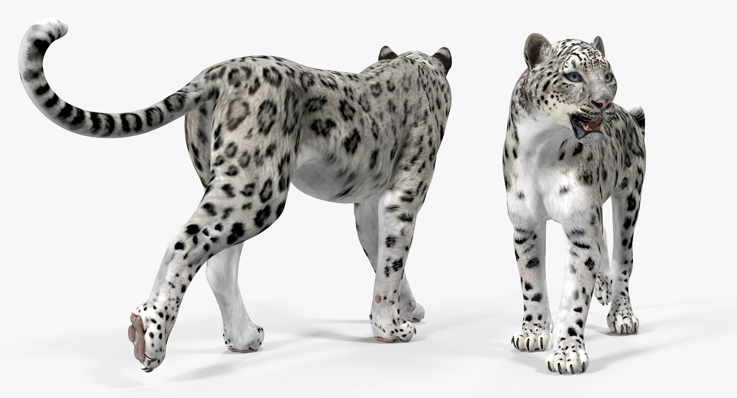 3D model Snow Leopard Walking Pose