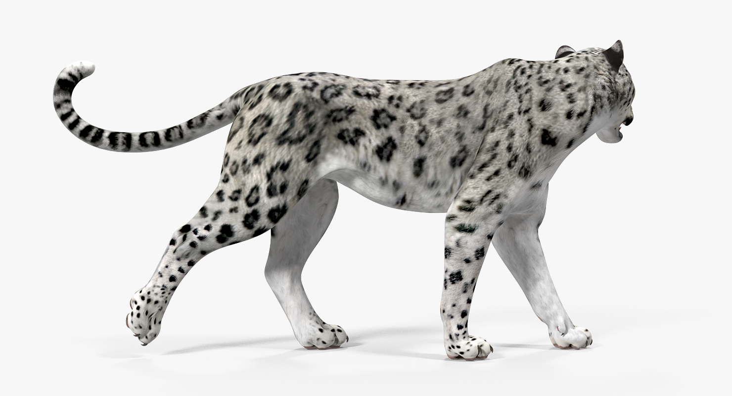 3D model Snow Leopard Walking Pose