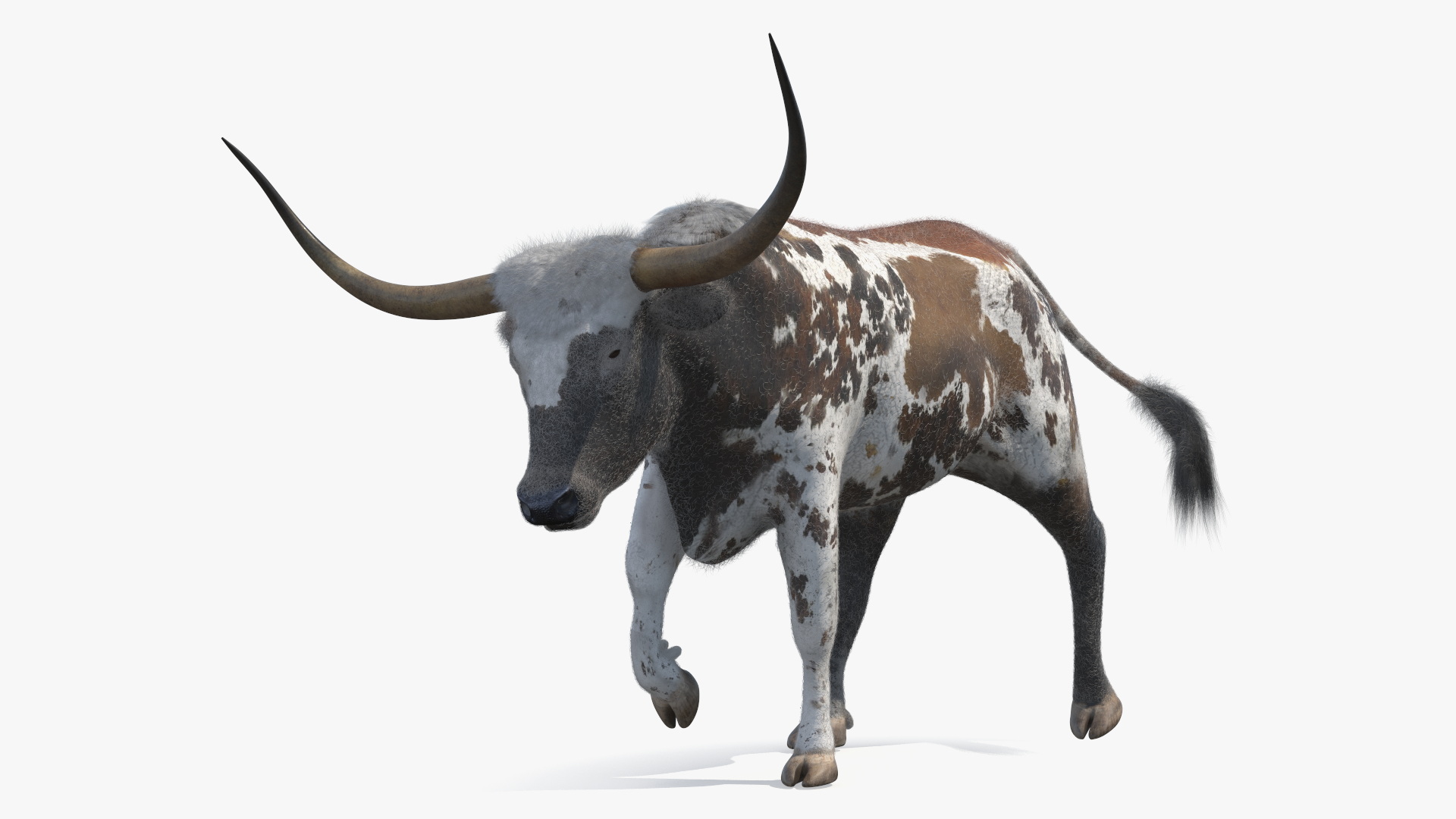 Mottled Brown Longhorn Bull Walking Pose Fur 3D model