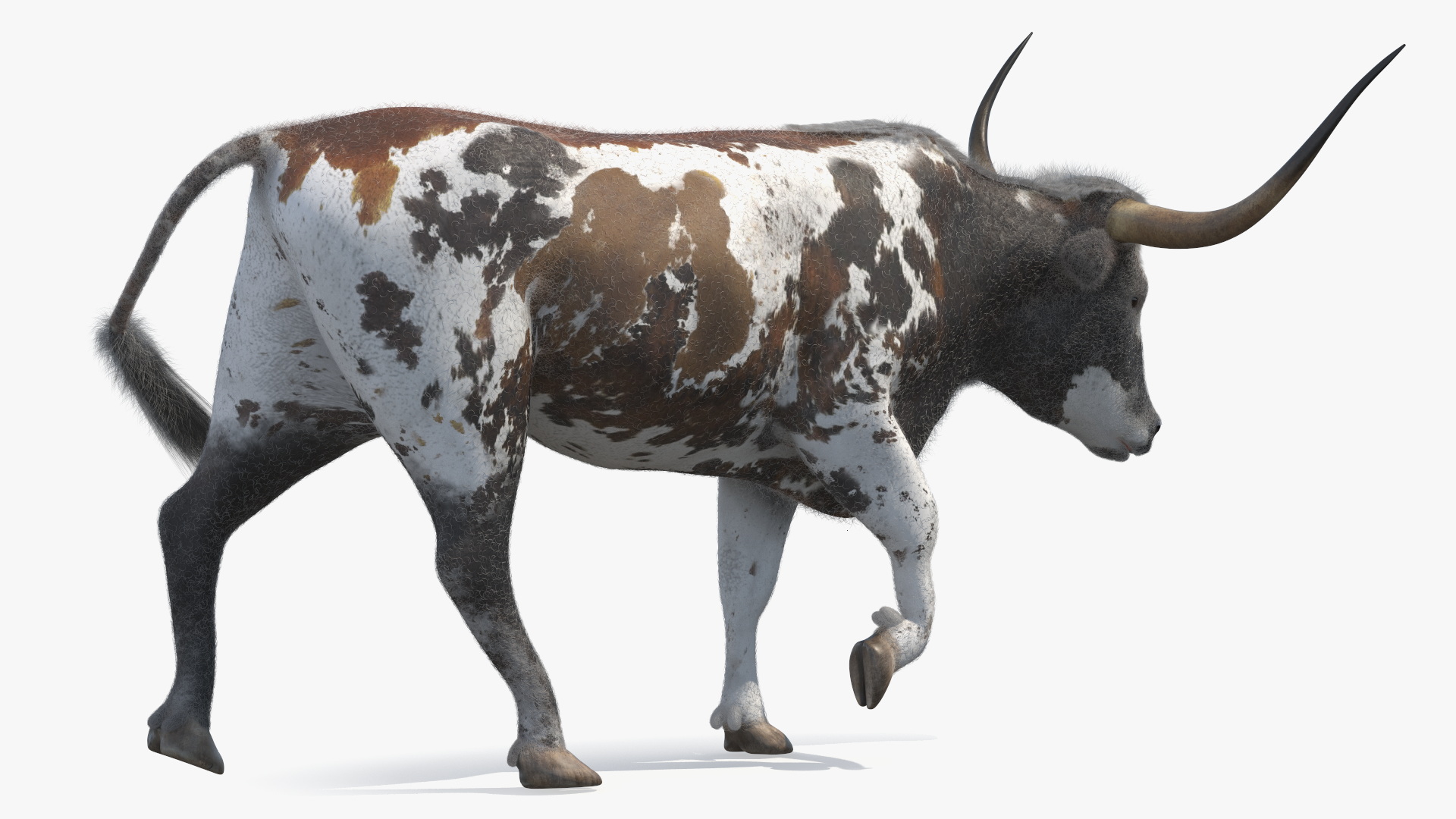 Mottled Brown Longhorn Bull Walking Pose Fur 3D model