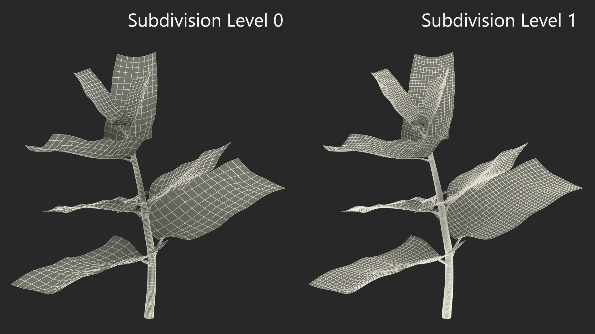 Plant Sprout 3D