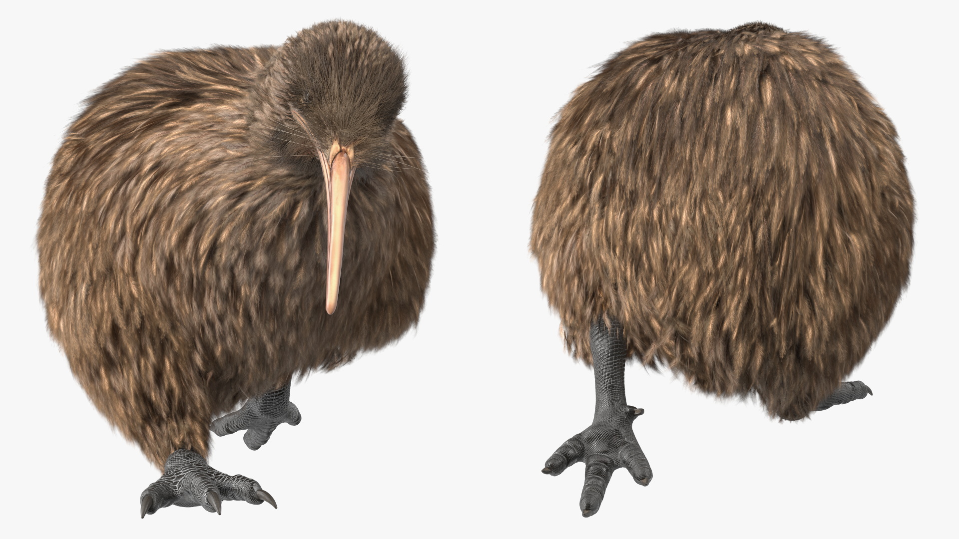 Run Pose Kiwi Bird Fur 3D