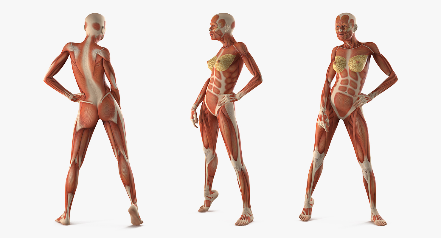 Female Muscular System Anatomy Rigged 3D