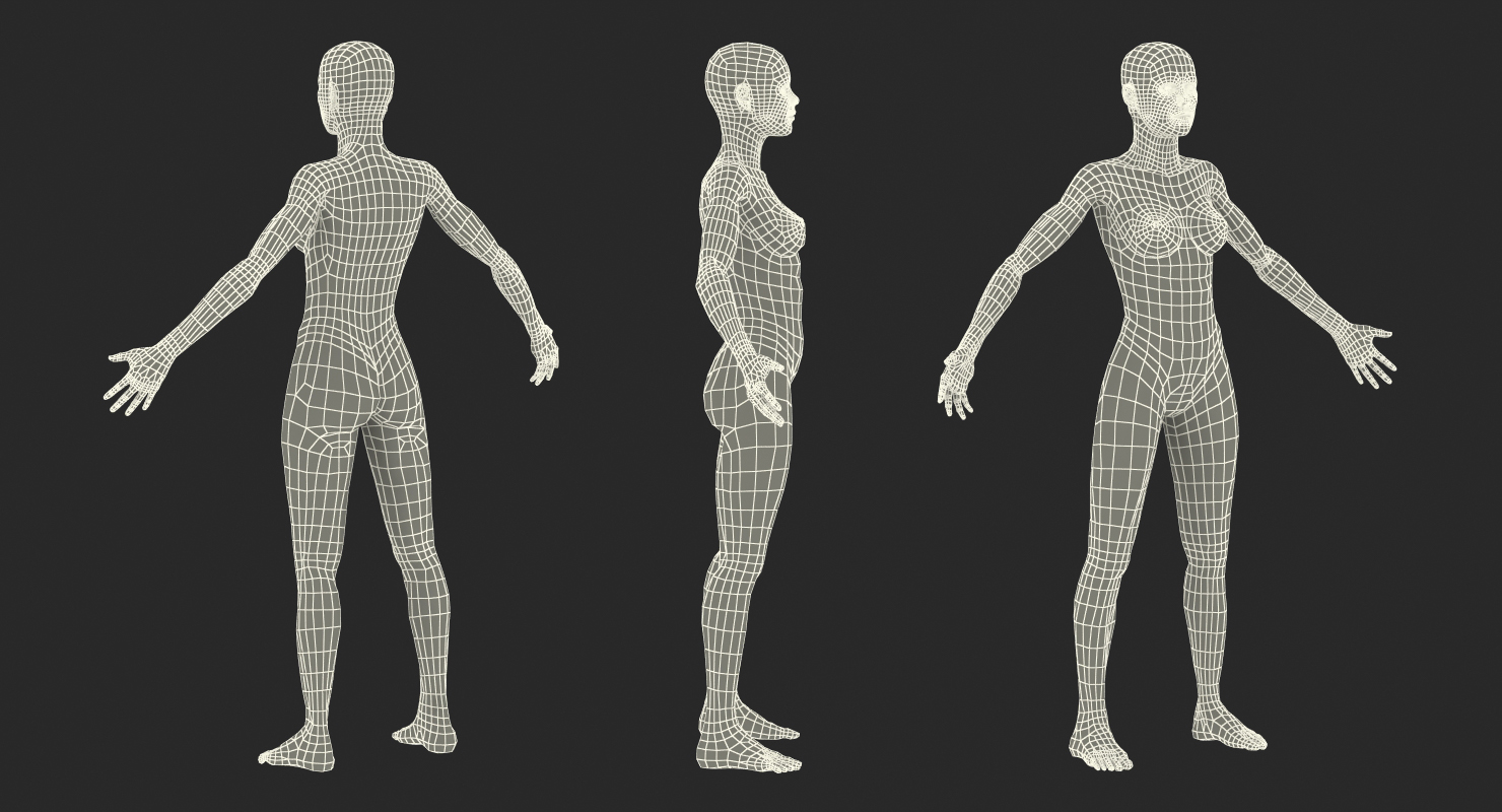 Female Muscular System Anatomy Rigged 3D