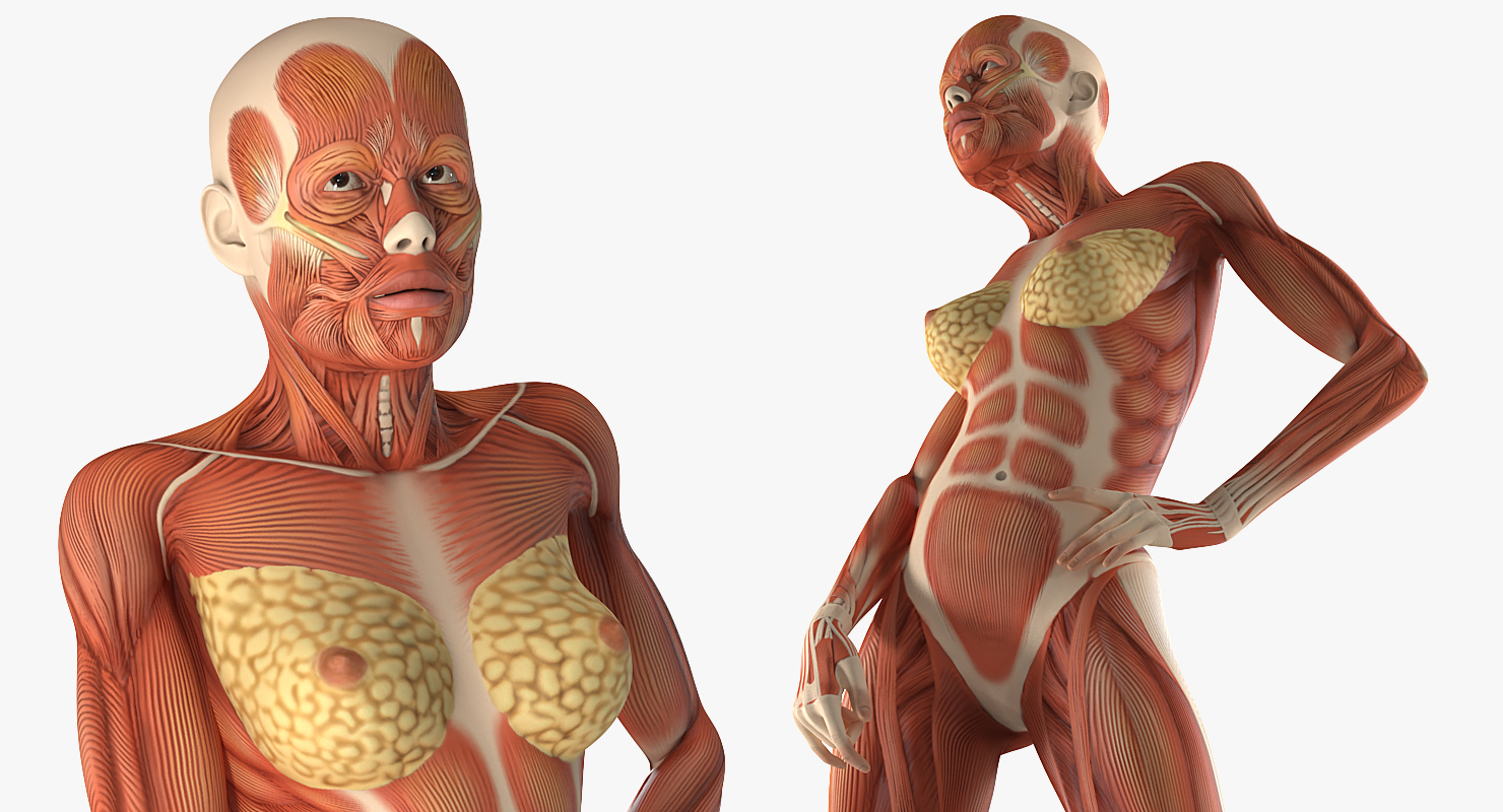 Female Muscular System Anatomy Rigged 3D