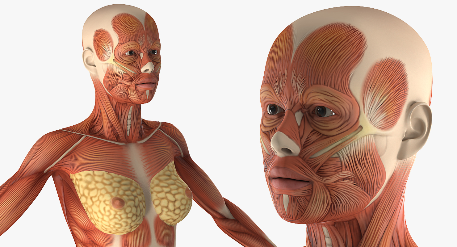 Female Muscular System Anatomy Rigged 3D