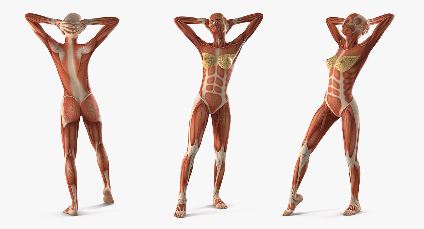 Female Muscular System Anatomy Rigged 3D