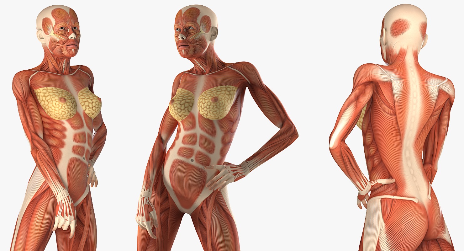 Female Muscular System Anatomy Rigged 3D