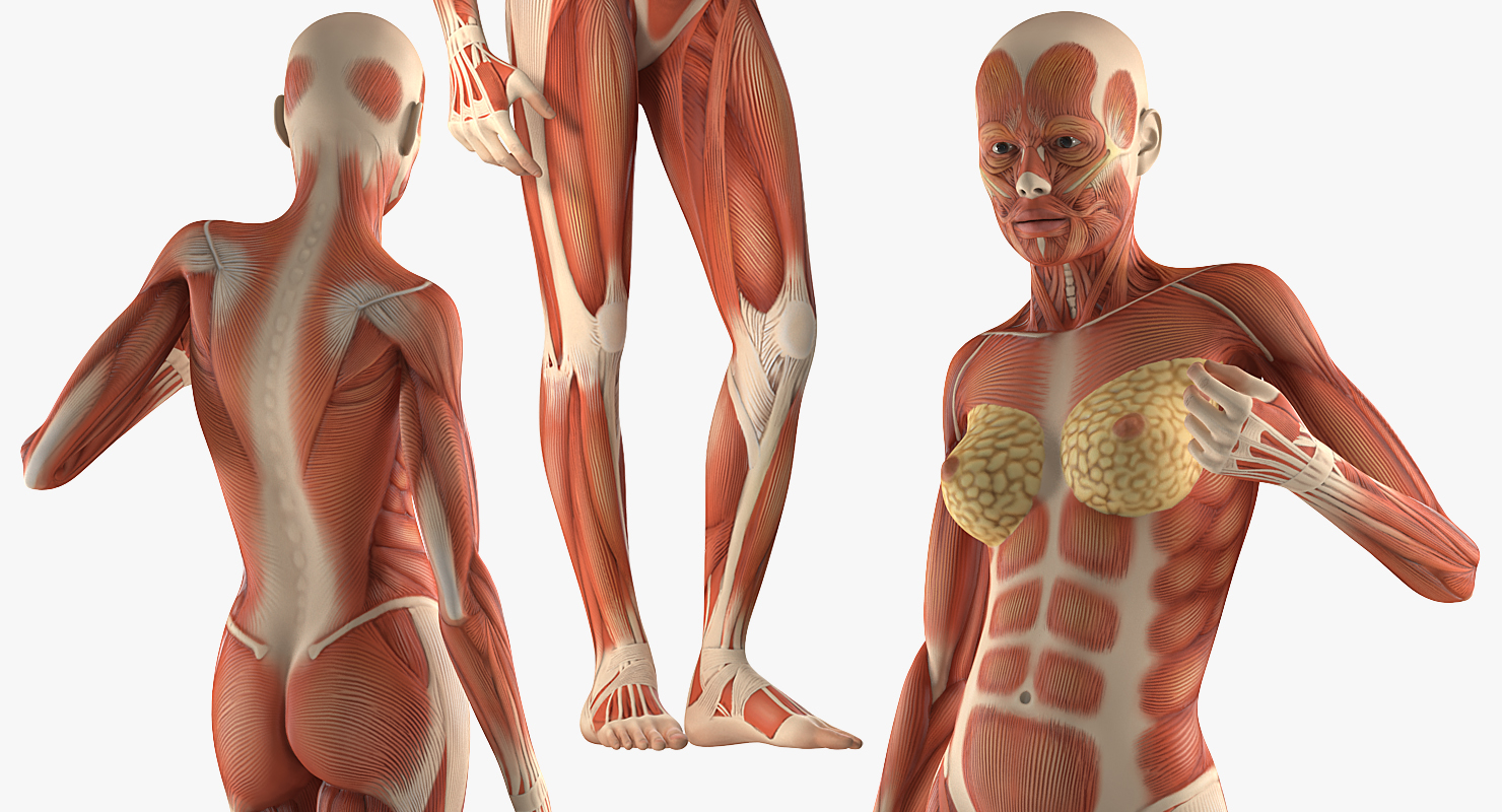 Female Muscular System Anatomy Rigged 3D