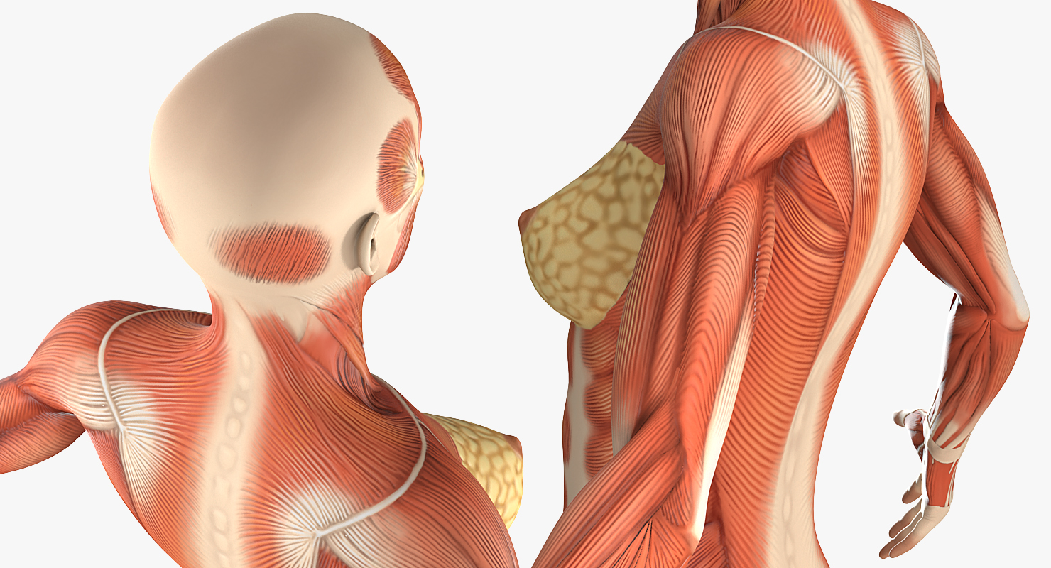 Female Muscular System Anatomy Rigged 3D