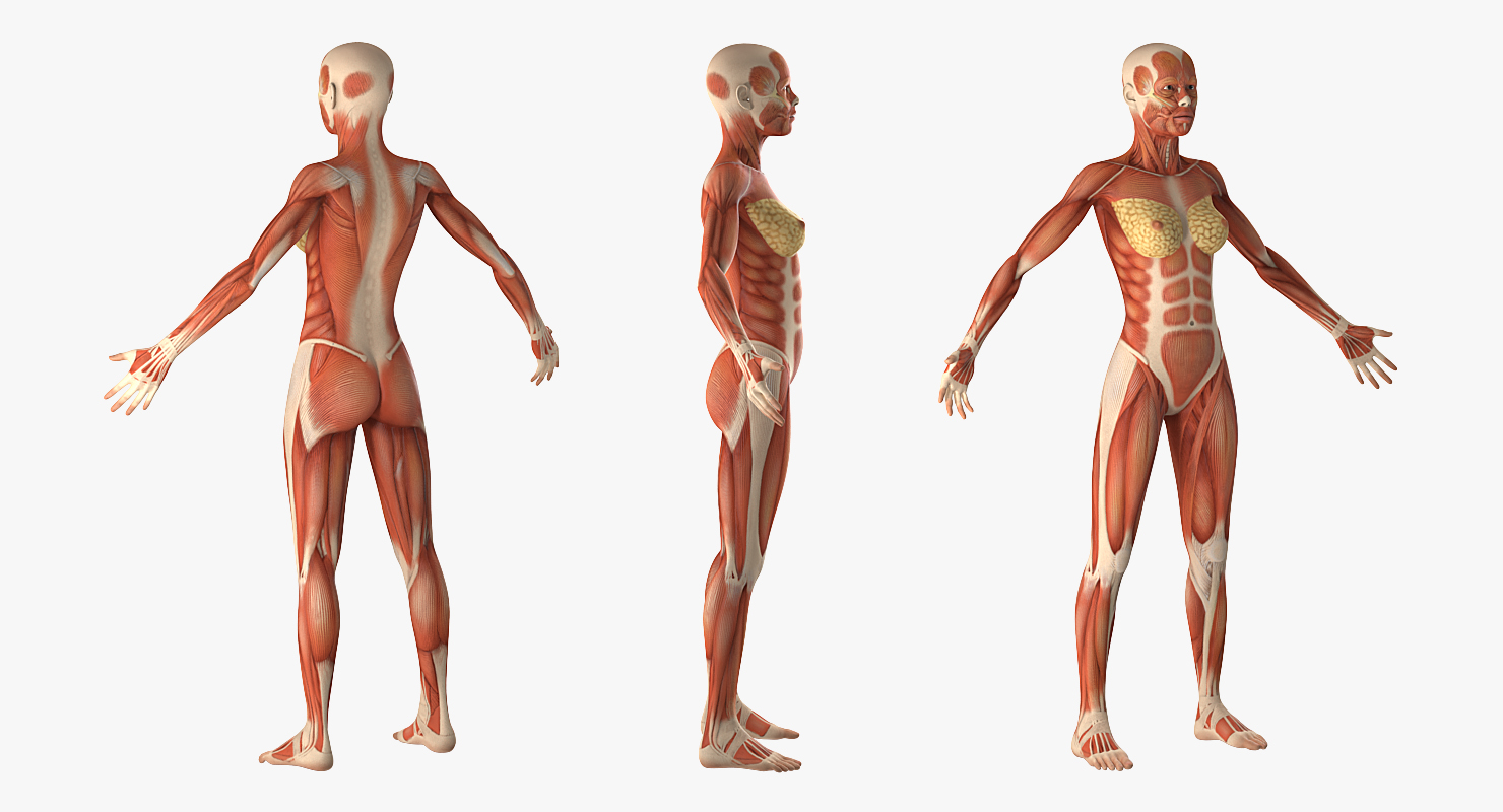 Female Muscular System Anatomy Rigged 3D