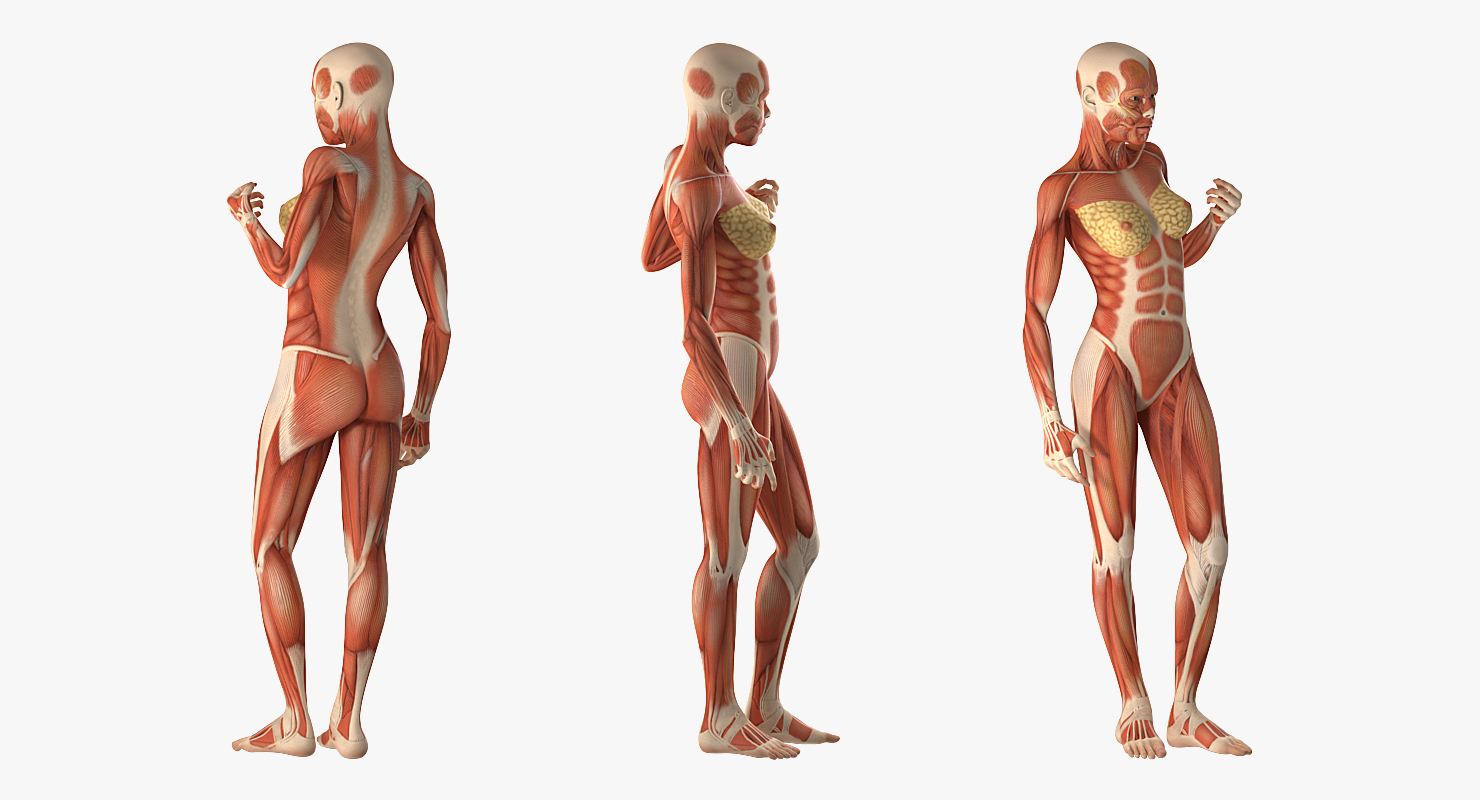 Female Muscular System Anatomy Rigged 3D